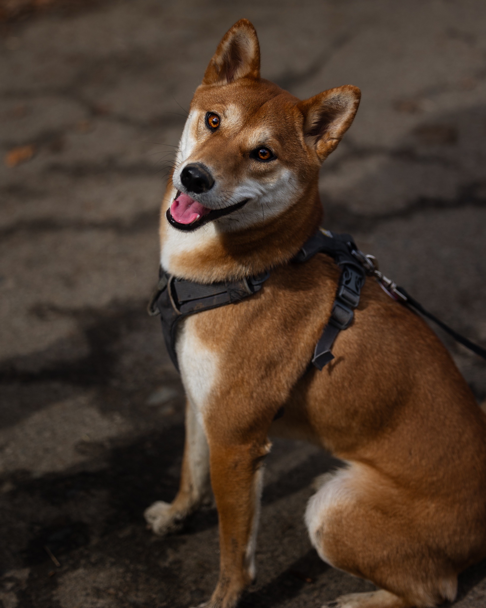 The Shiba Inu Scene in NYC: A Pawesome Collection