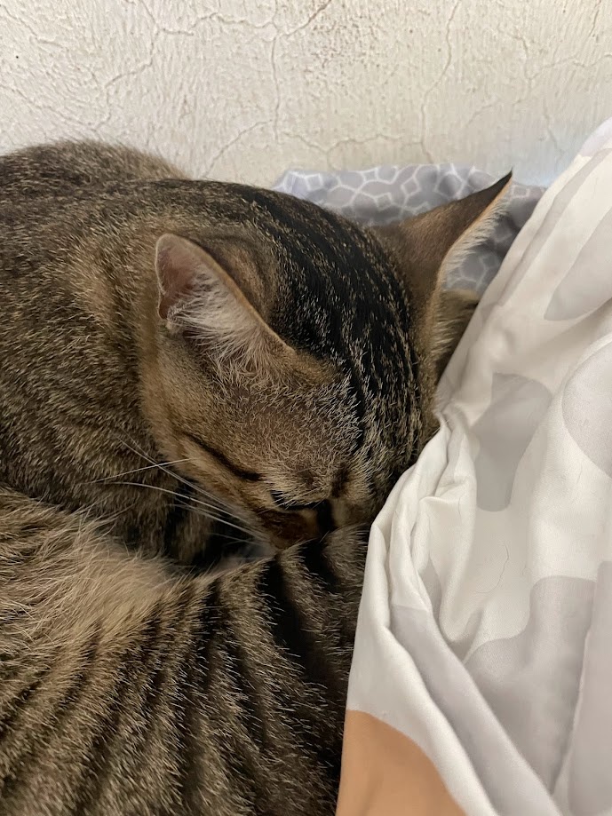 Another Adorable Cat Moment