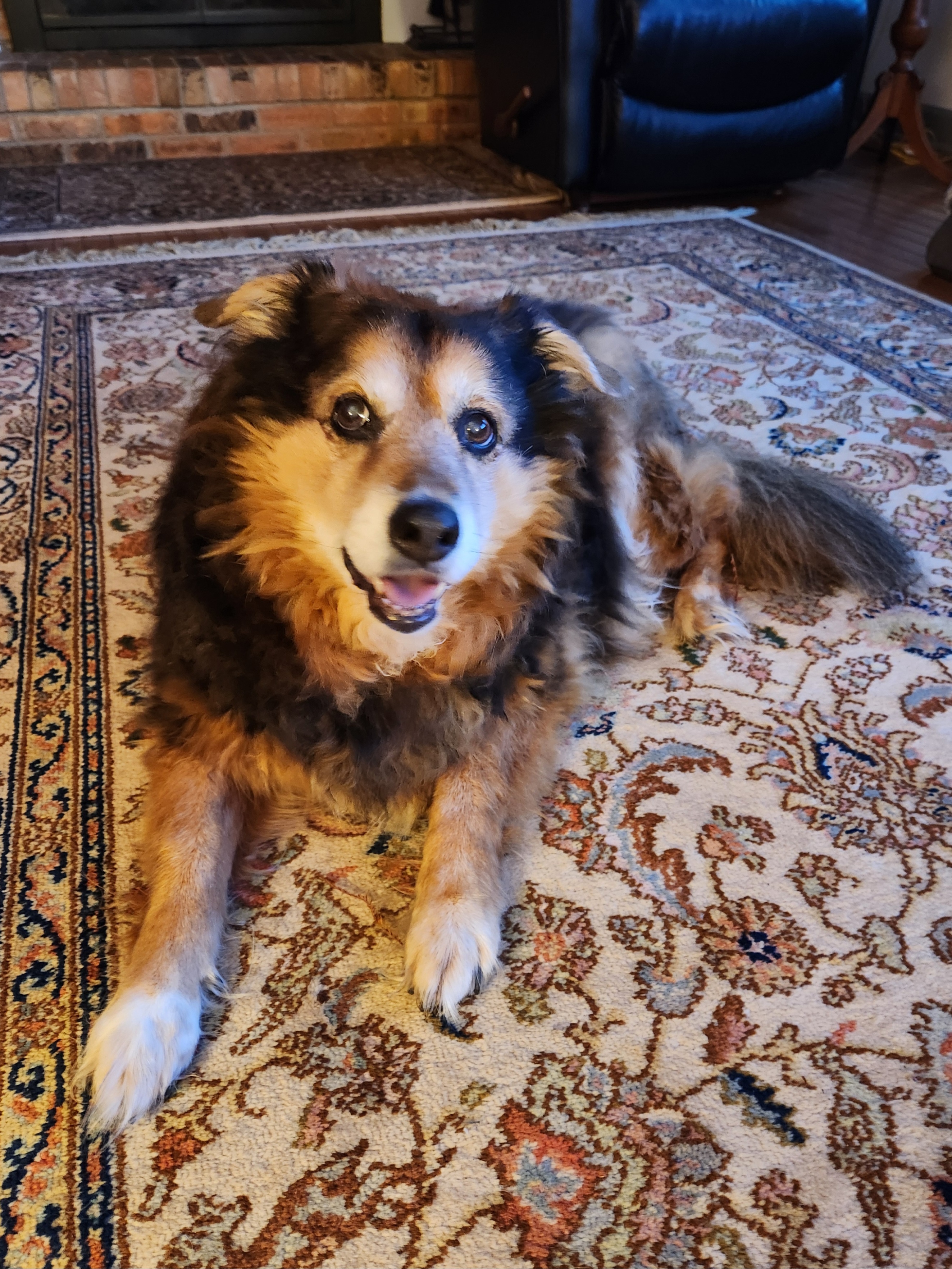 Peanut the Dog: Daily Adventures - Day 1551