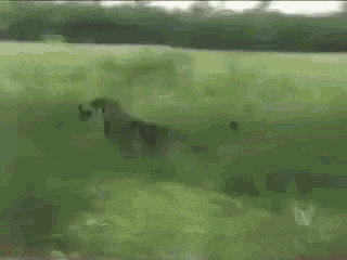 The Adventures of The Littlest Hobo