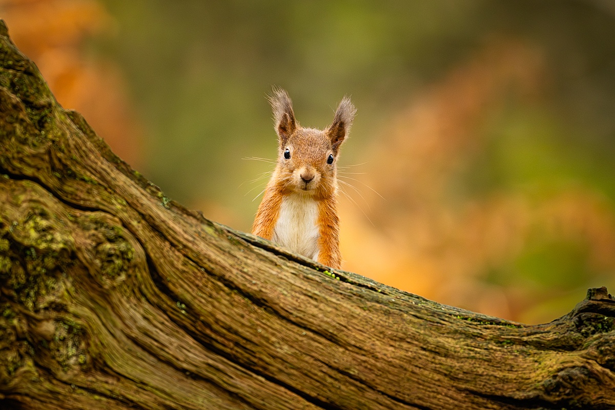 Back at RSPB Loch Leven to Adore the Adorable Red Squirrels!