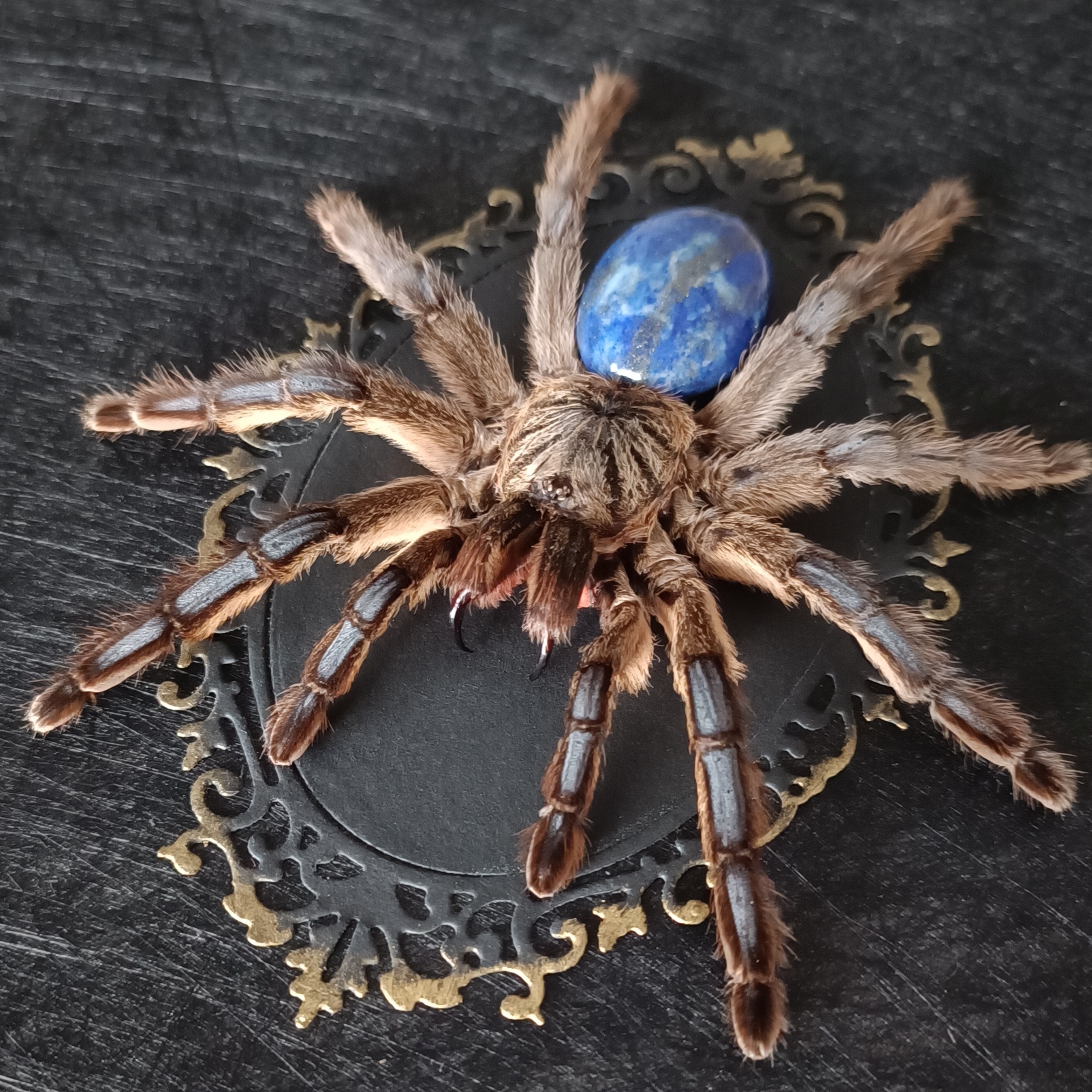 Check Out My Latest Spider Creation!