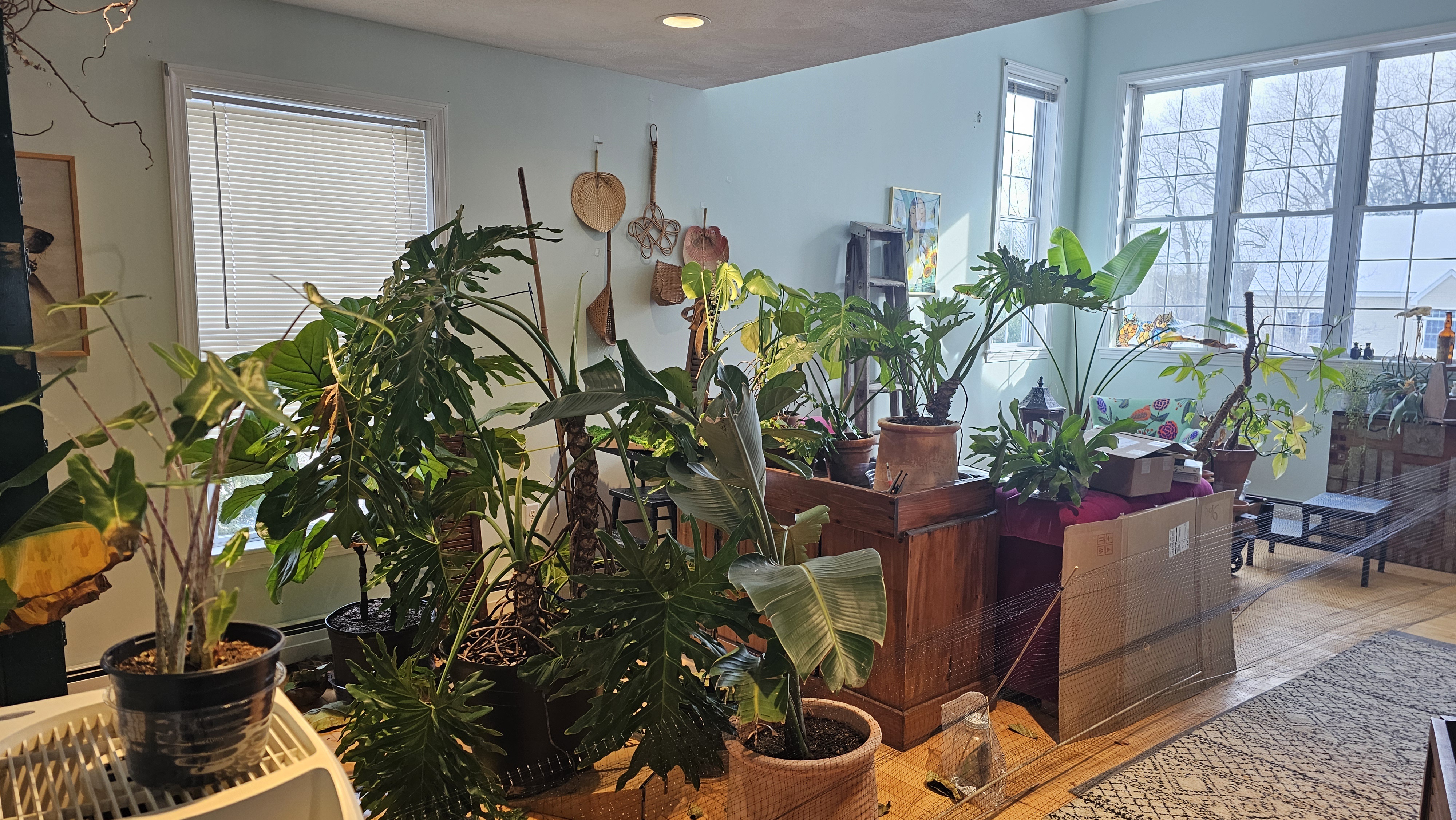 Bringing Outdoor Plants Indoors for New England Winters