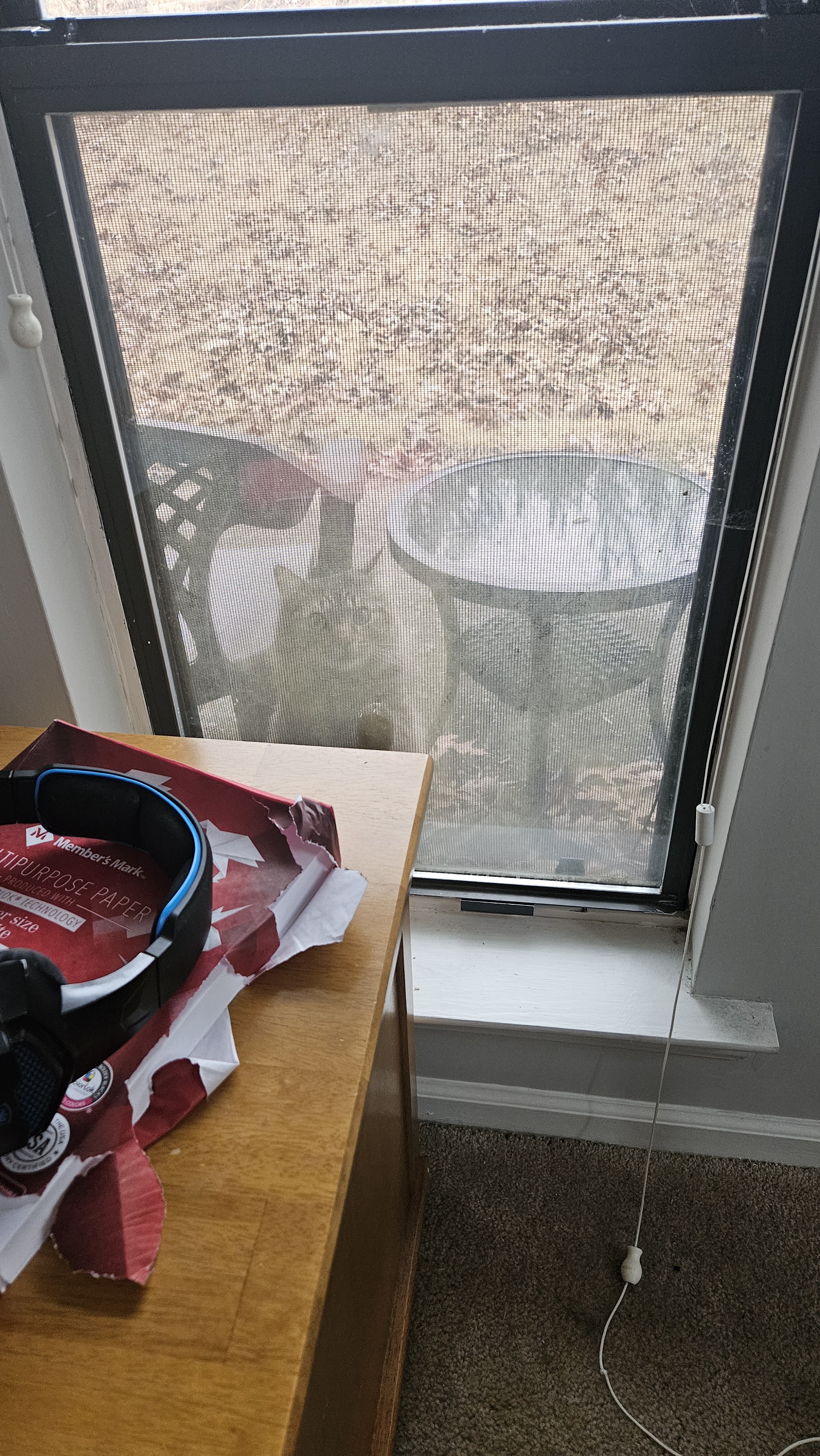 Look Closely: My Cat is Eager to Come Inside