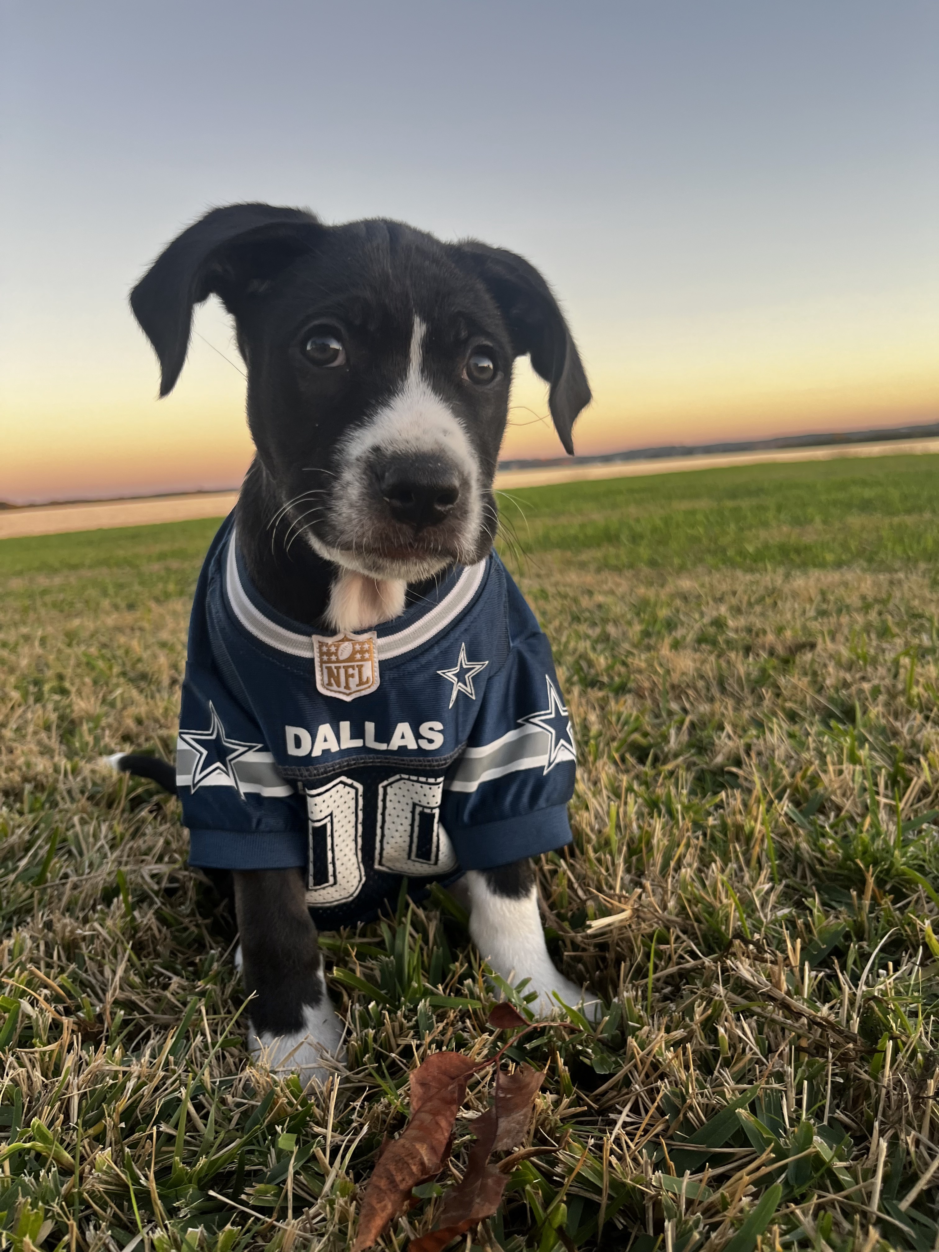 Meet the Cutest Cowboys Fan You’ll Ever See!