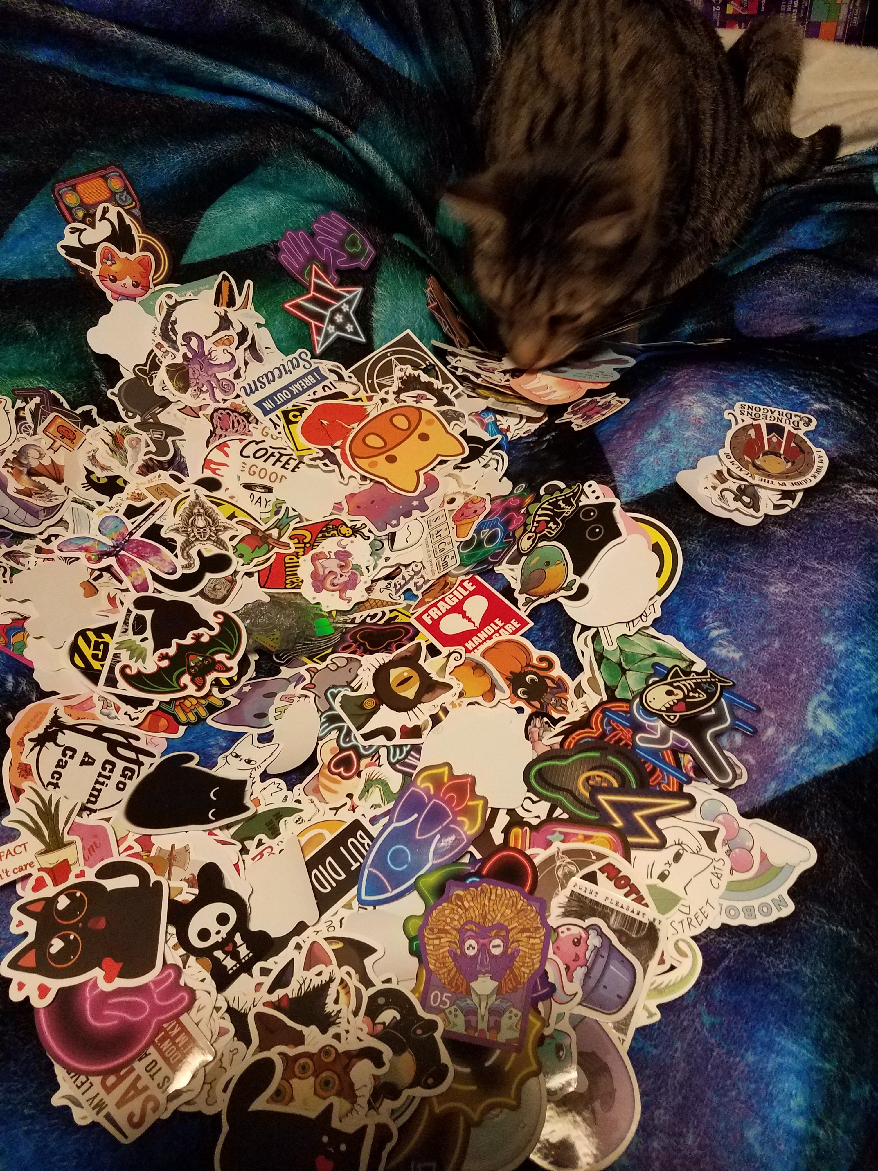 My Collection of Treasures (and My Cat)