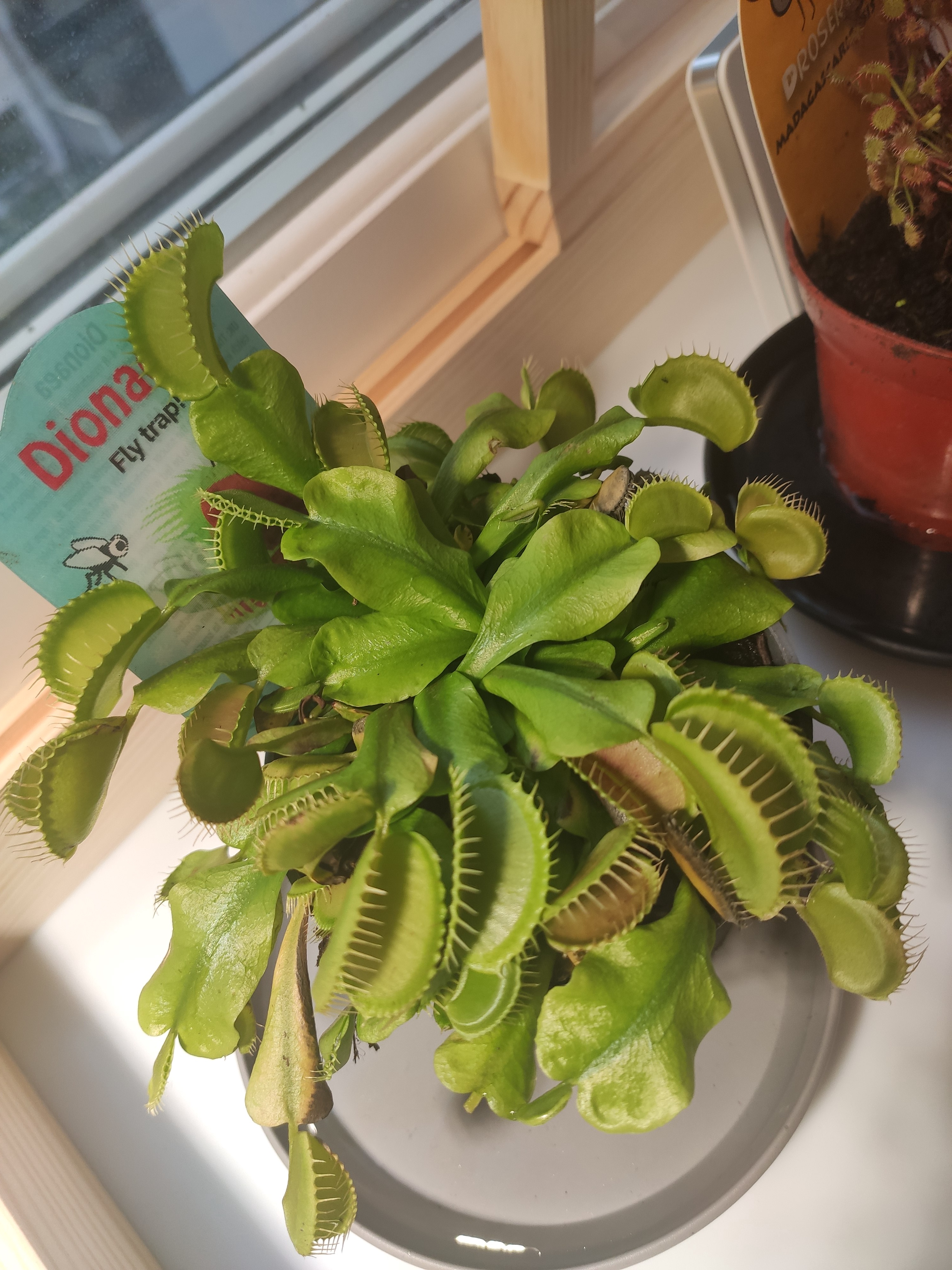 Dioanea: A unique botanical wonder