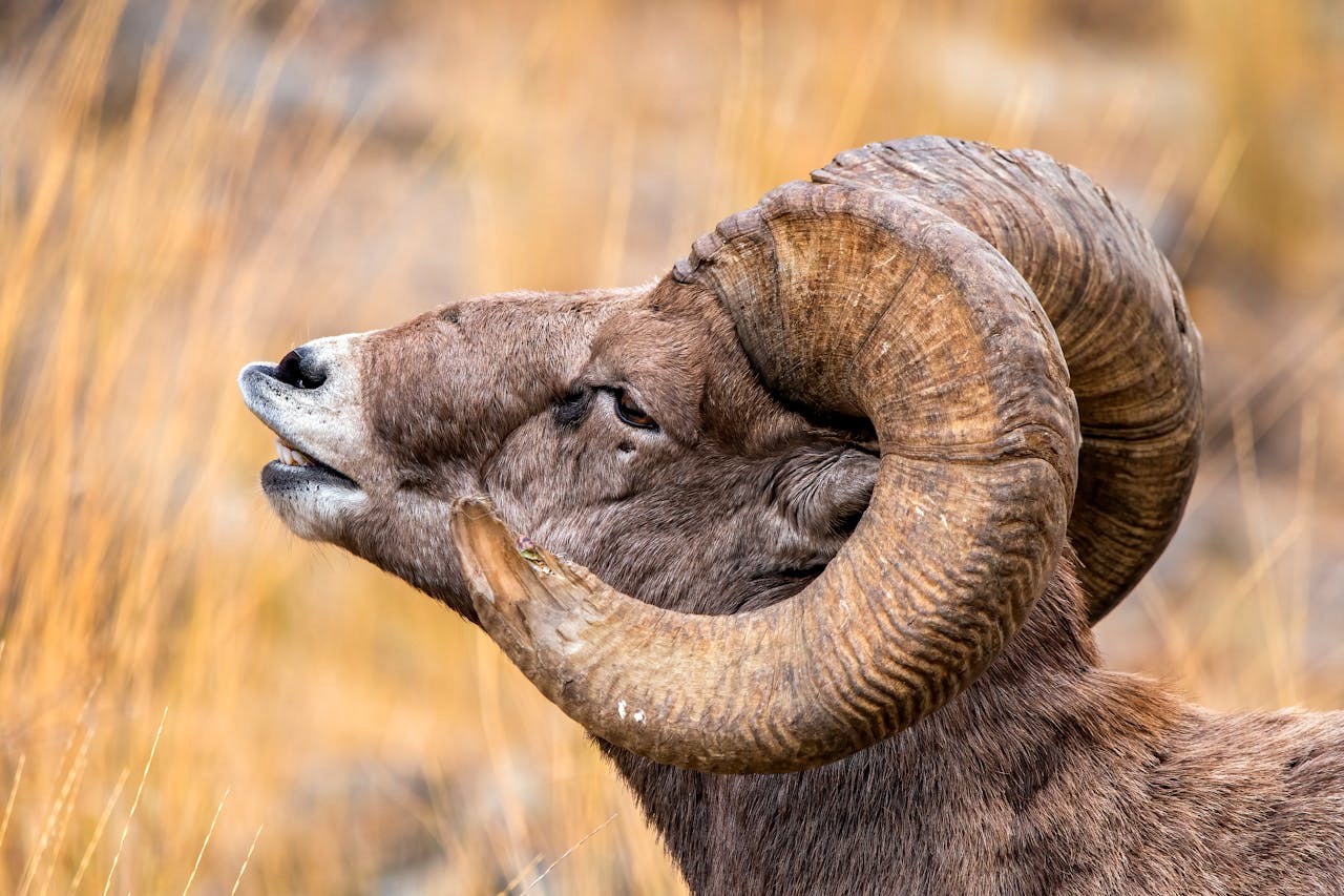 The Majestic Bighorn Sheep in Action