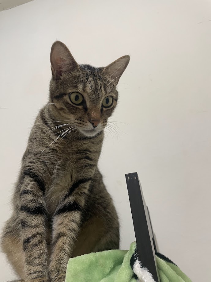 The Cat's Secret Life: Unveiled