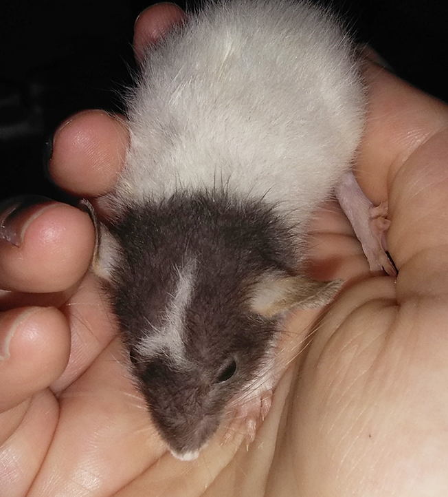 Check out these adorable pet rat photos! Feel free to use them for reference, though some might be a bit blurry since they're not the best models!