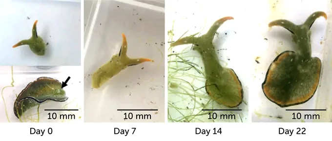 Discover the incredible sea slug that can shed its body to fight parasites