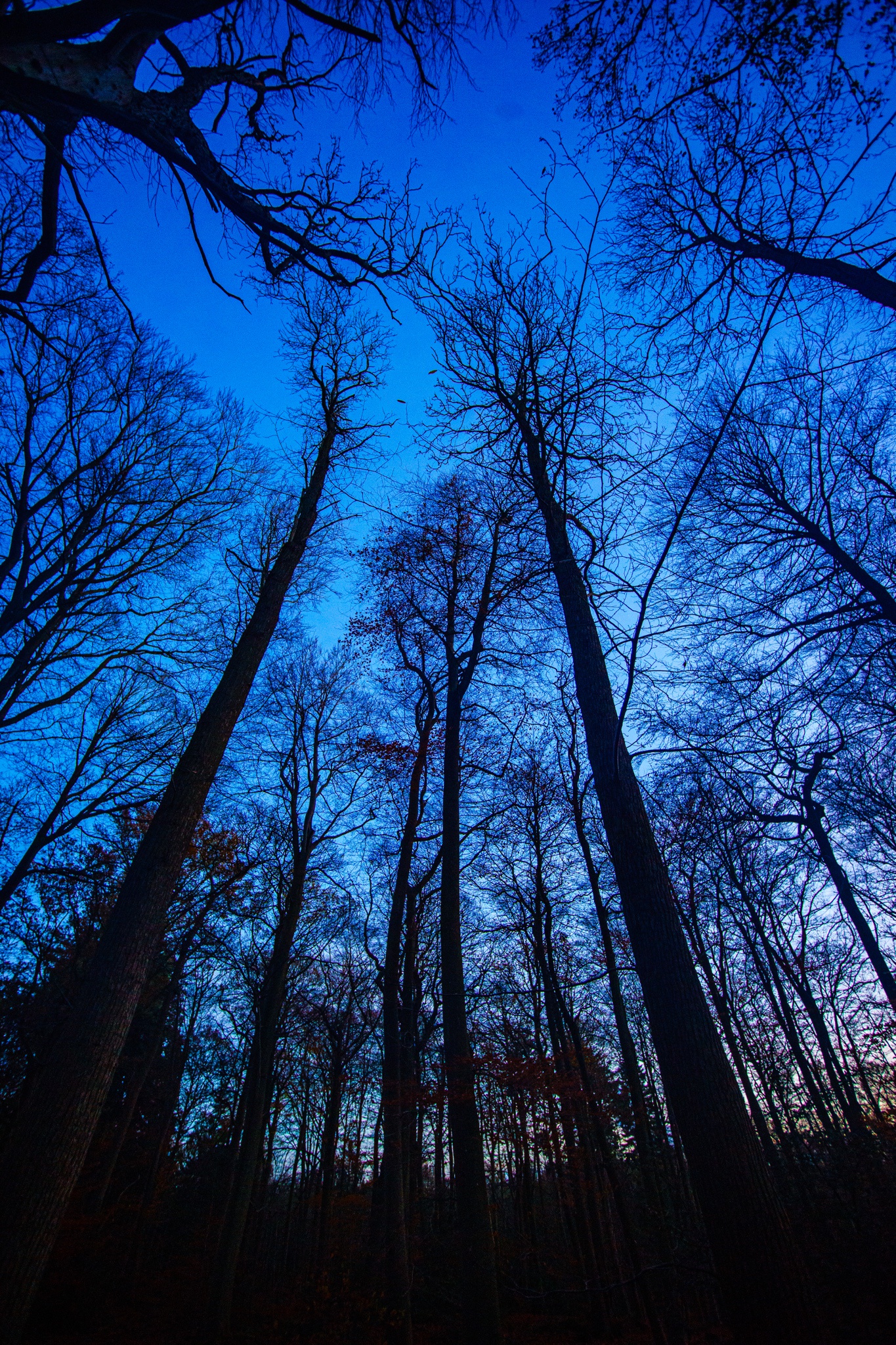 Stunning Trees at Sunset