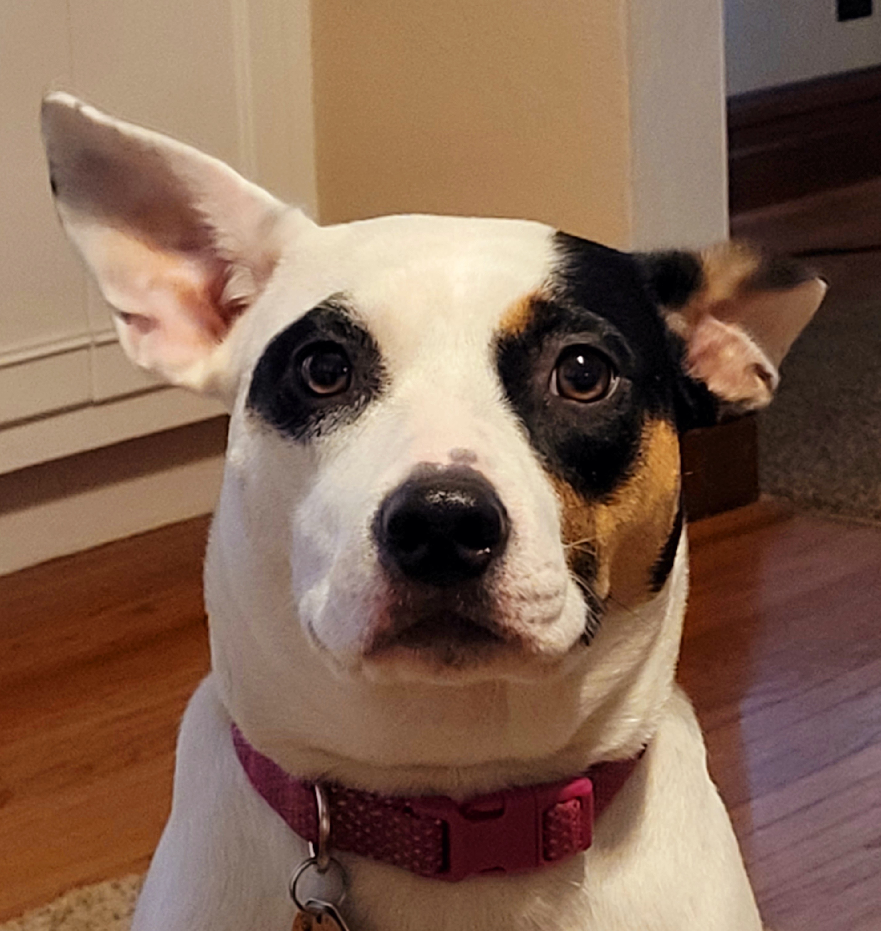 Meet My Adorable Mutt, Tammy