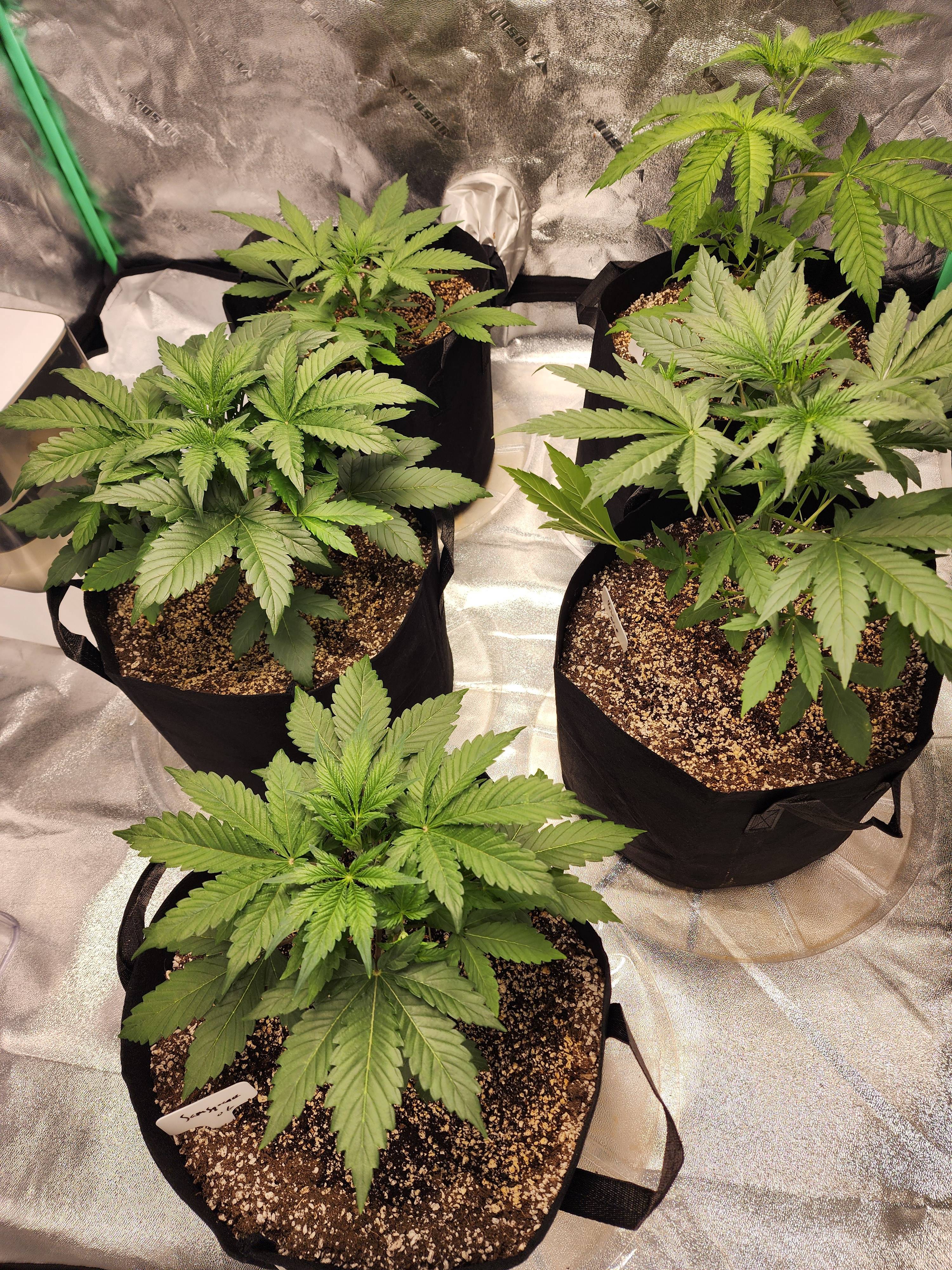 My First Experience with Autos