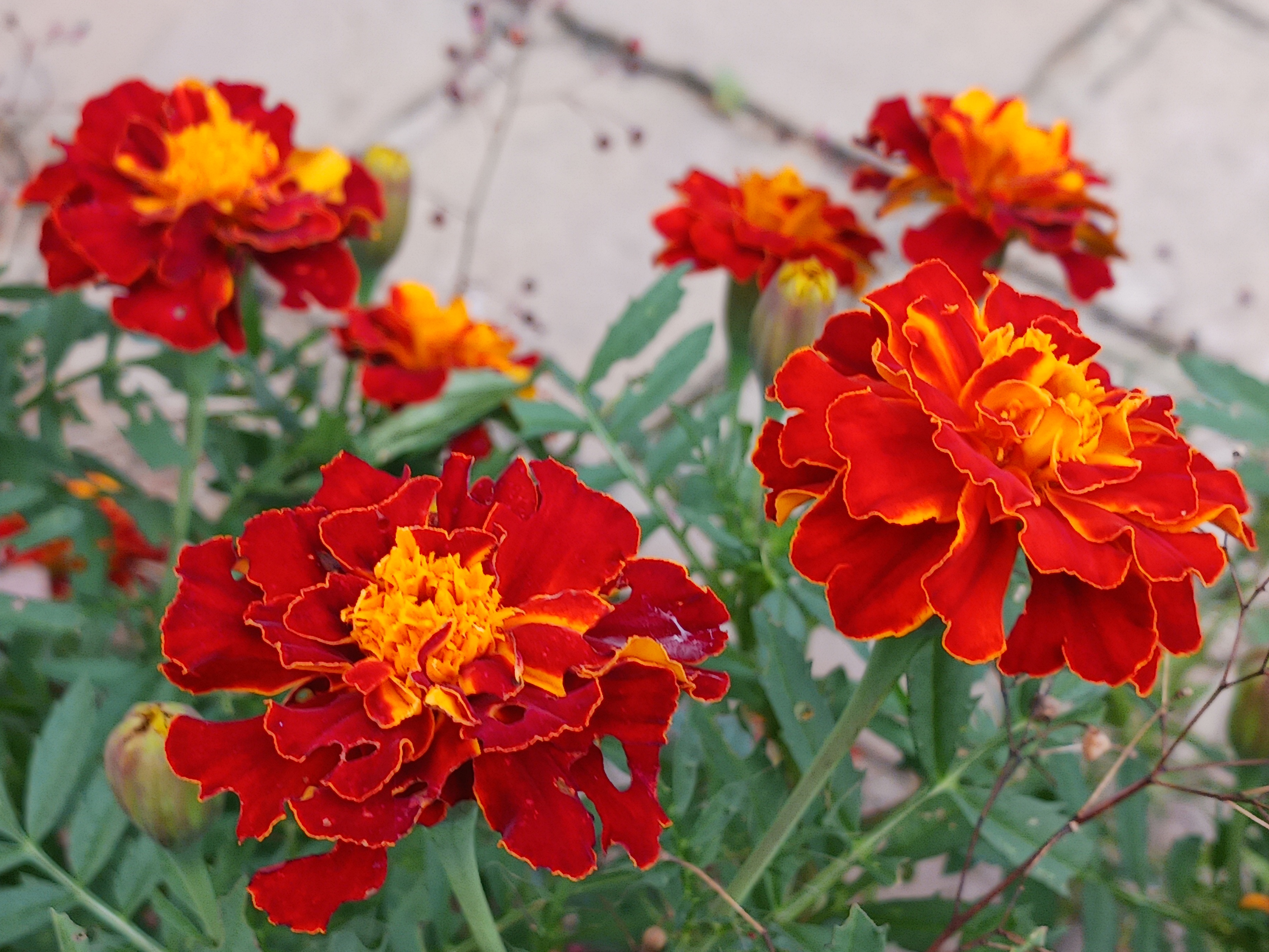 The Beauty of Marigolds in Bloom