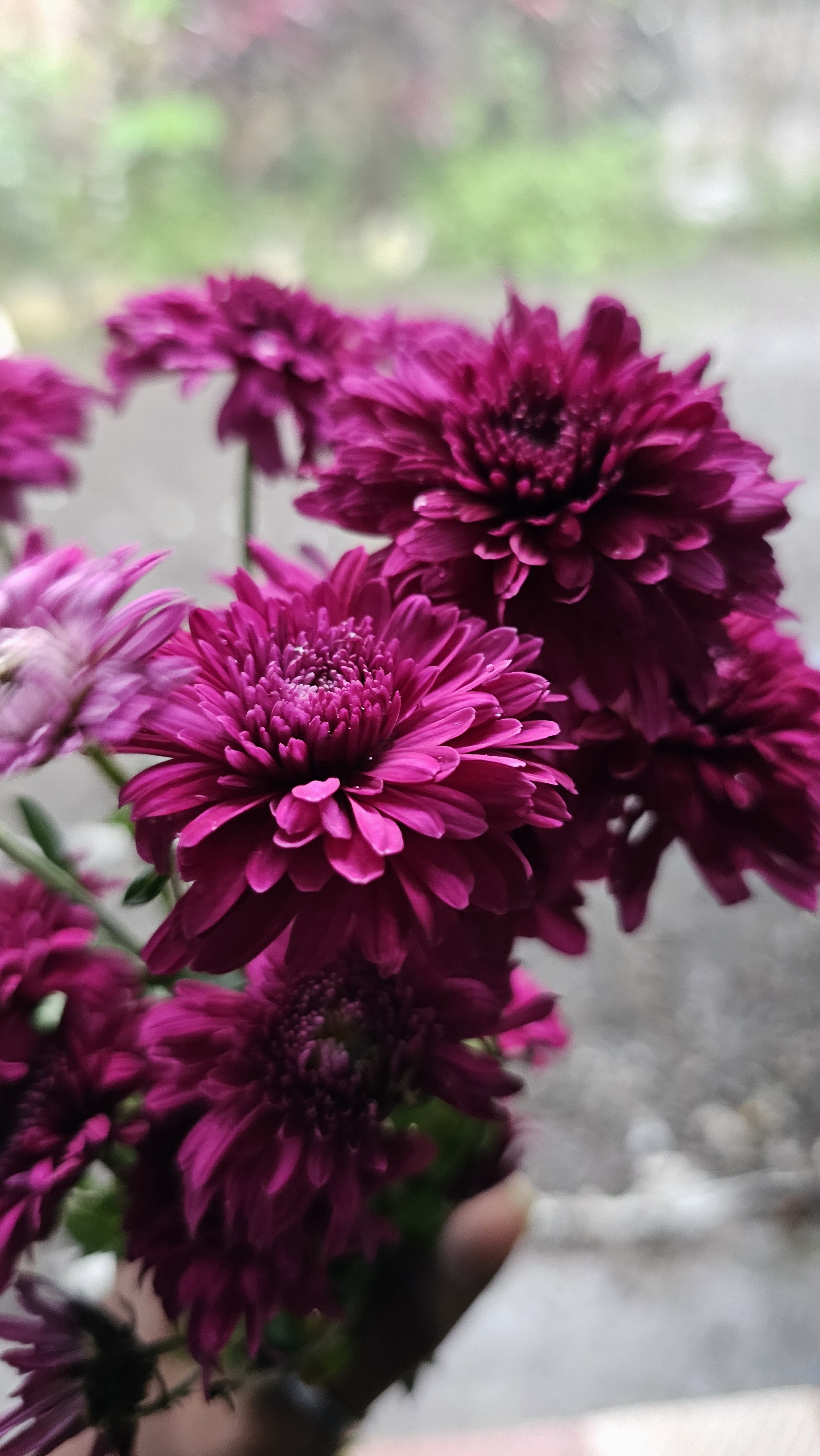 Exploring the beauty of Dahlia Pinnata