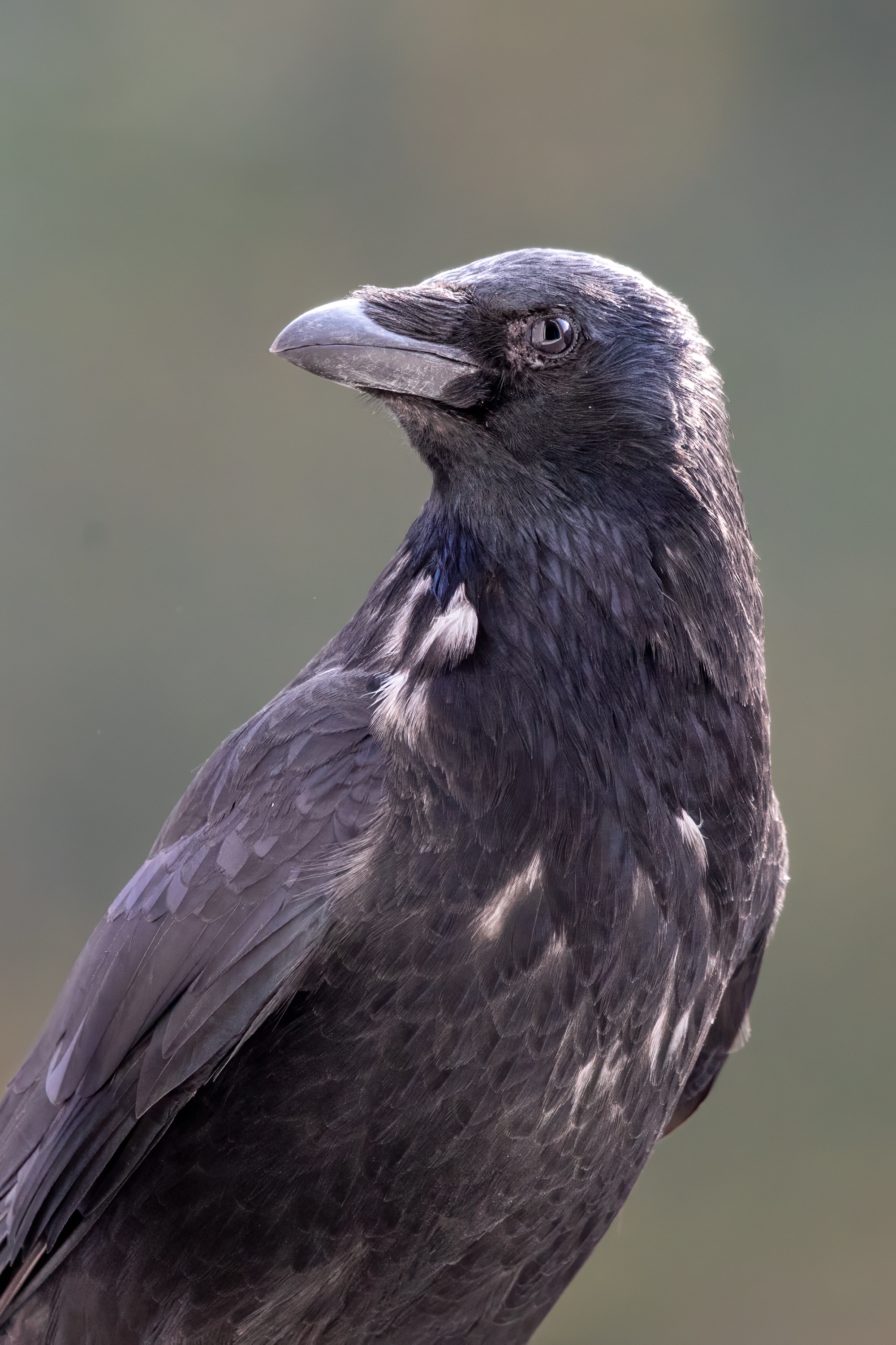 Just a Crow, Nothing More...