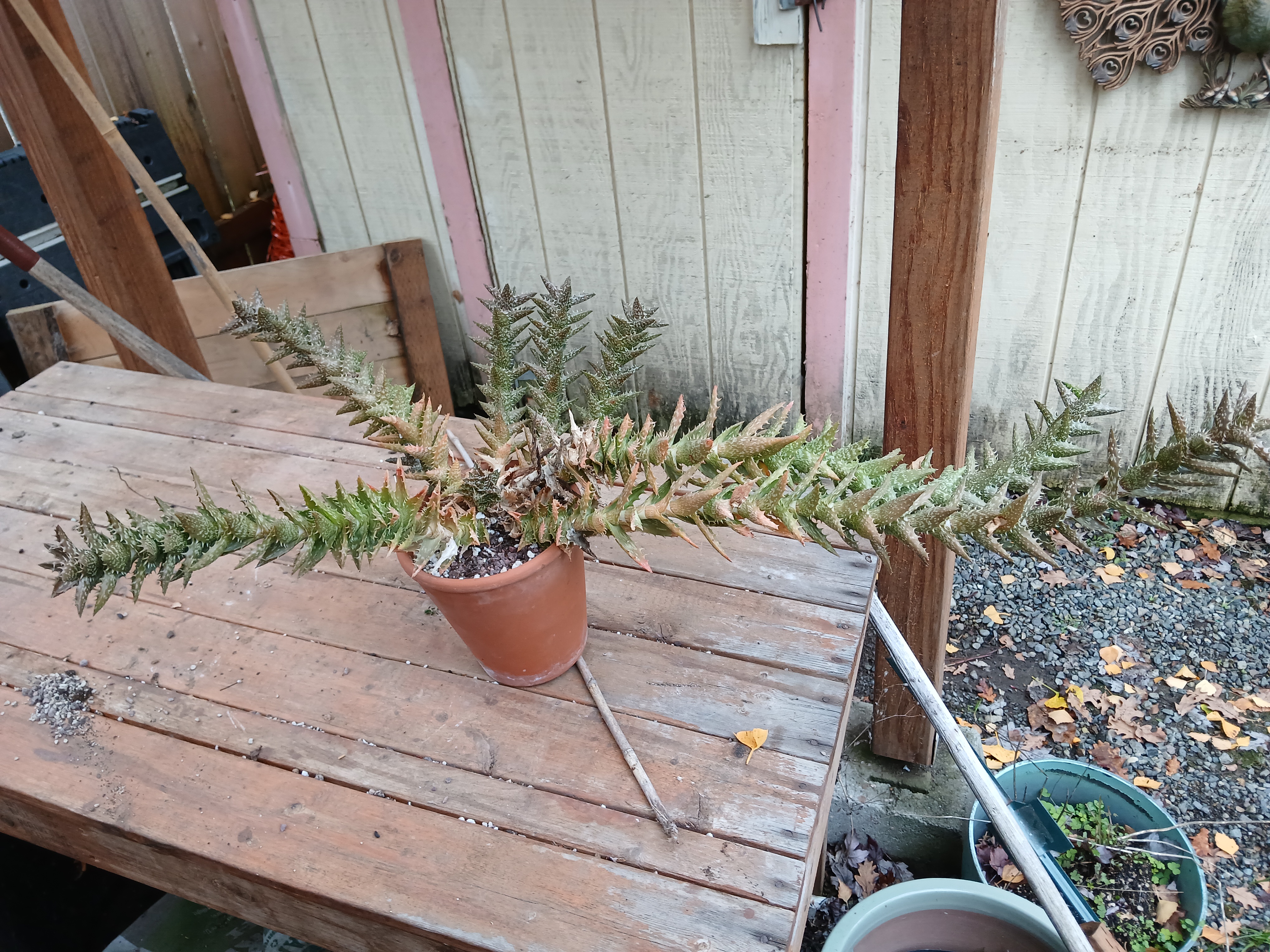 Meet the 6-Year-Old Tiger Tooth Aloe: A Plant with Character