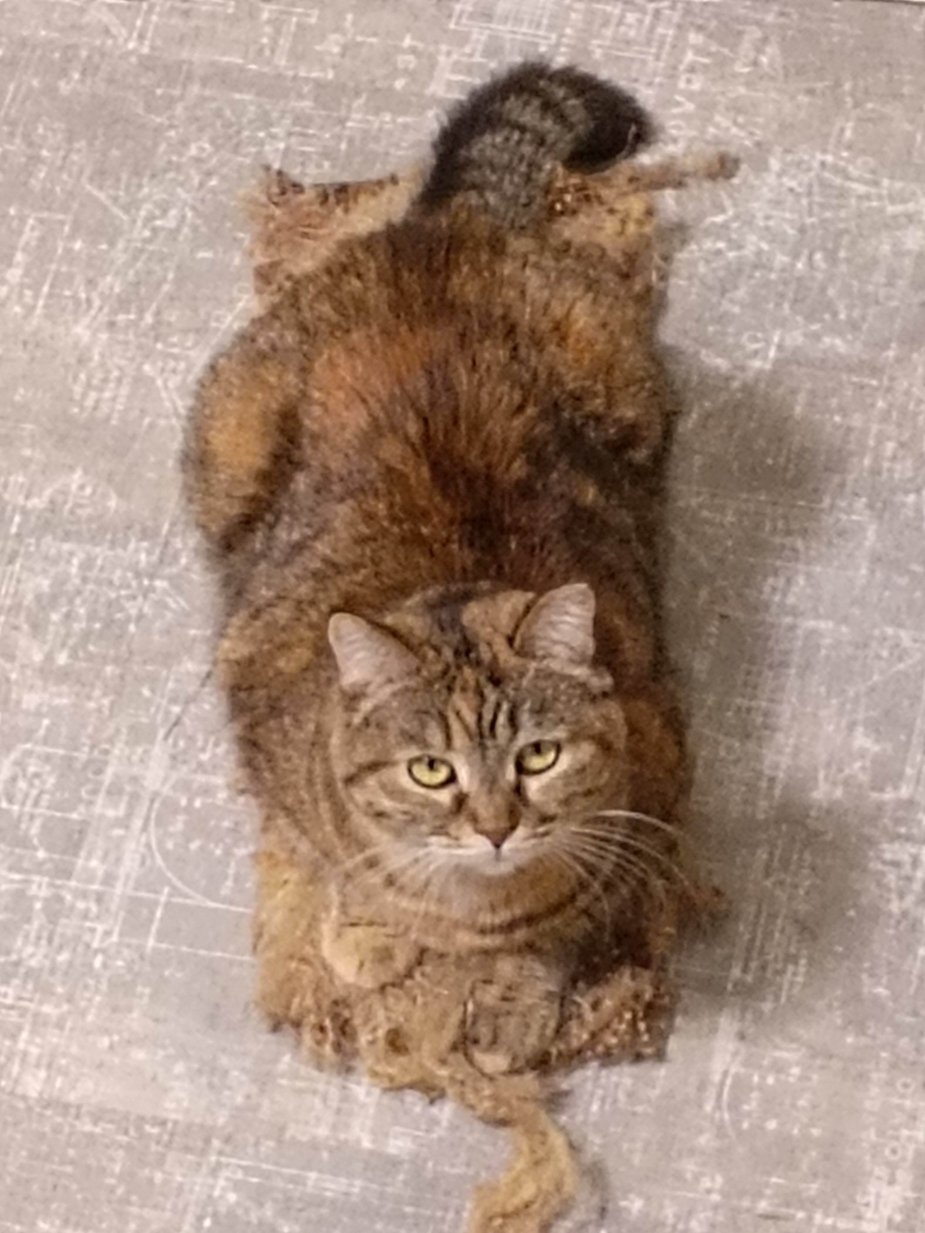 My Beloved Cat: A Snapshot of Cuteness