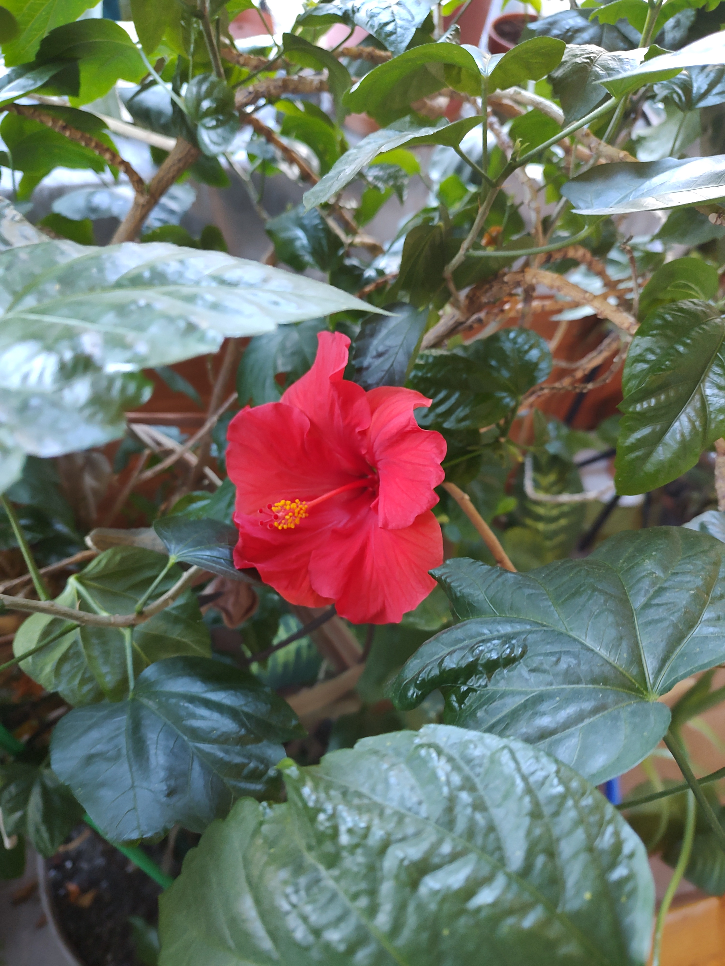 Today's Beautiful Hibiscus Blooms