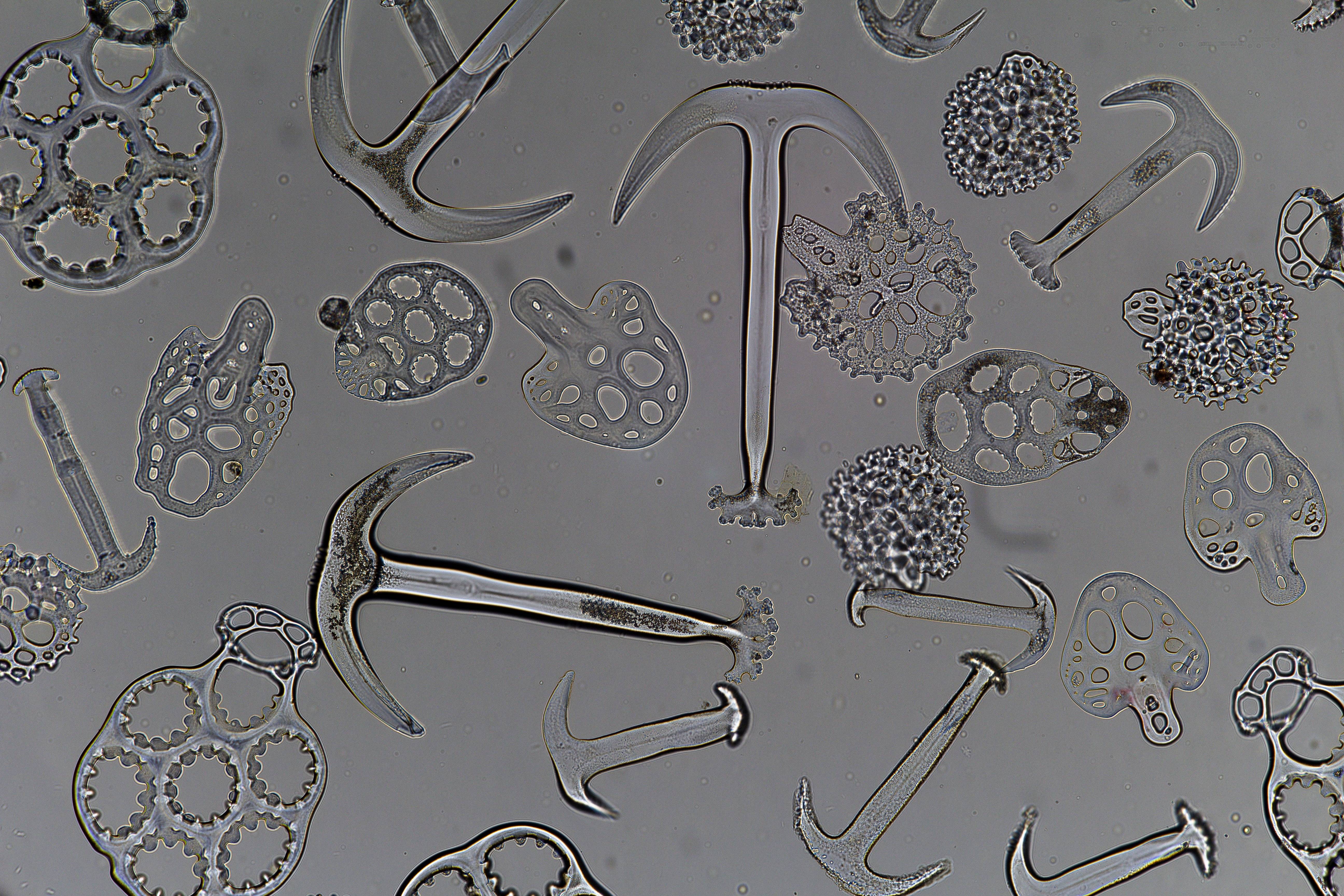 Microscopic Marvels: Anchors and Plates from a Sea Cucumber
