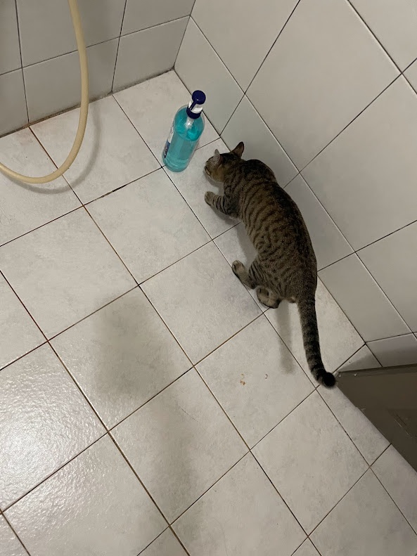 Adorable Feline Moments: The Cat Chronicles