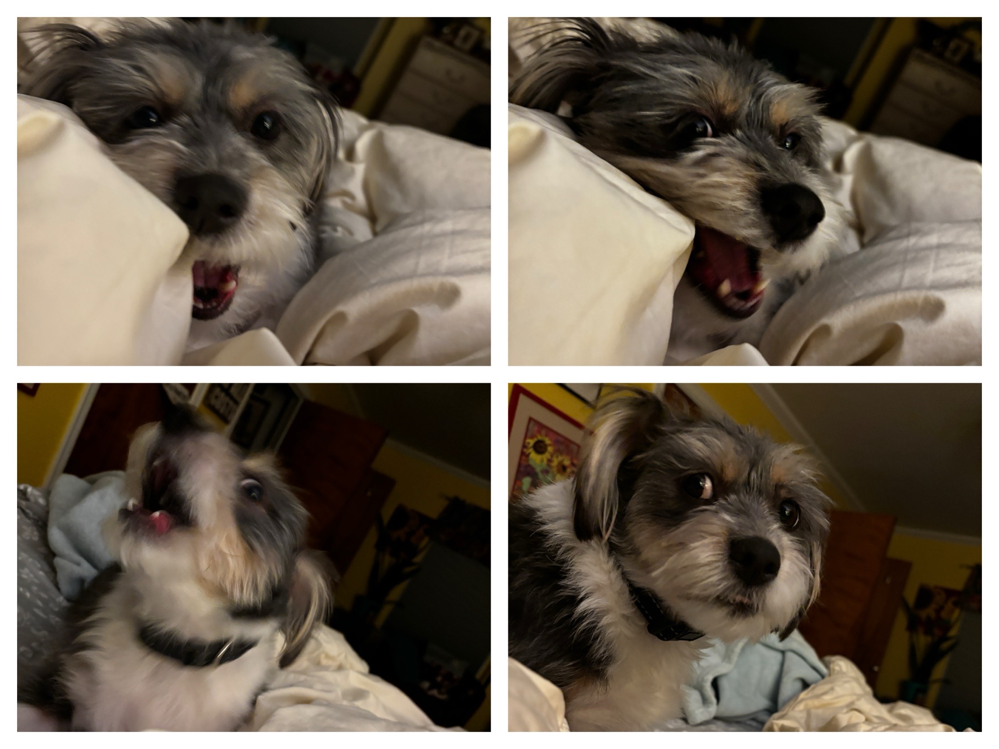 Rigby Ragazzo is living it up today!