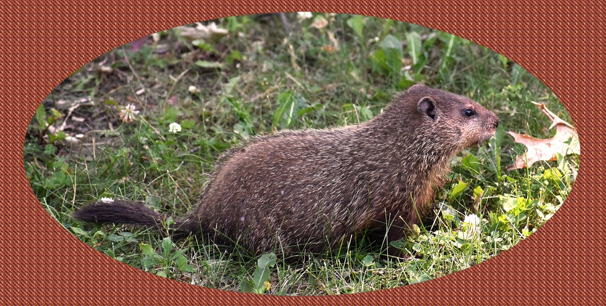 Meet Wilbert von Woodchuck: The Legend!