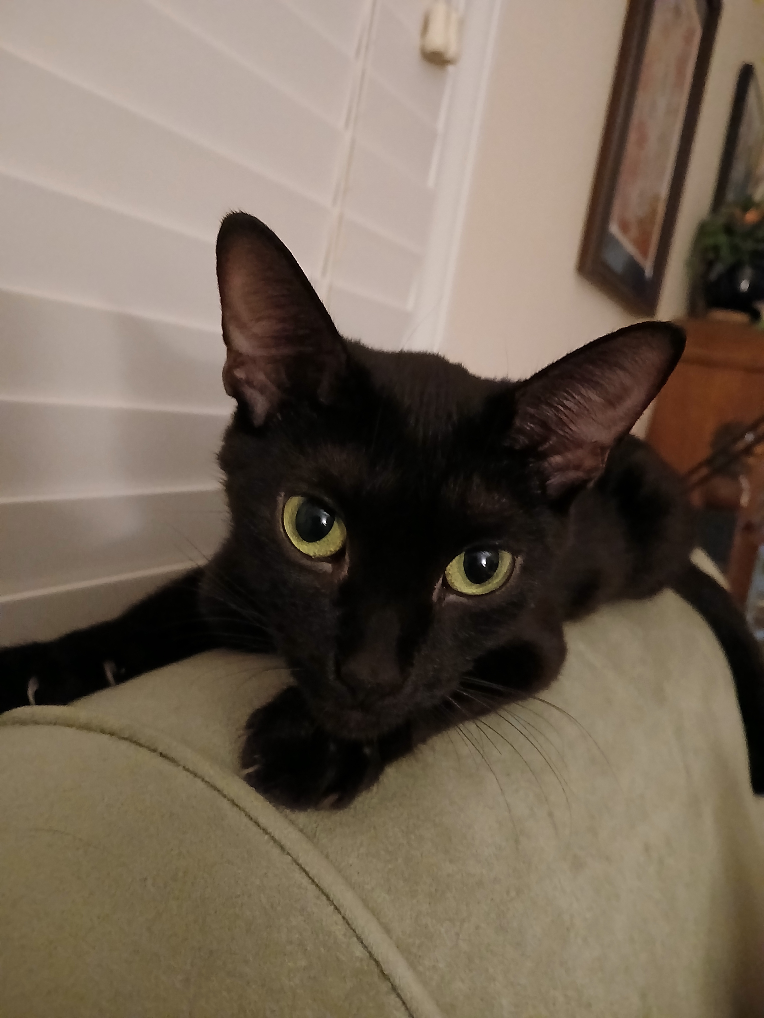 Meet My Adorable Black Cat, Scout