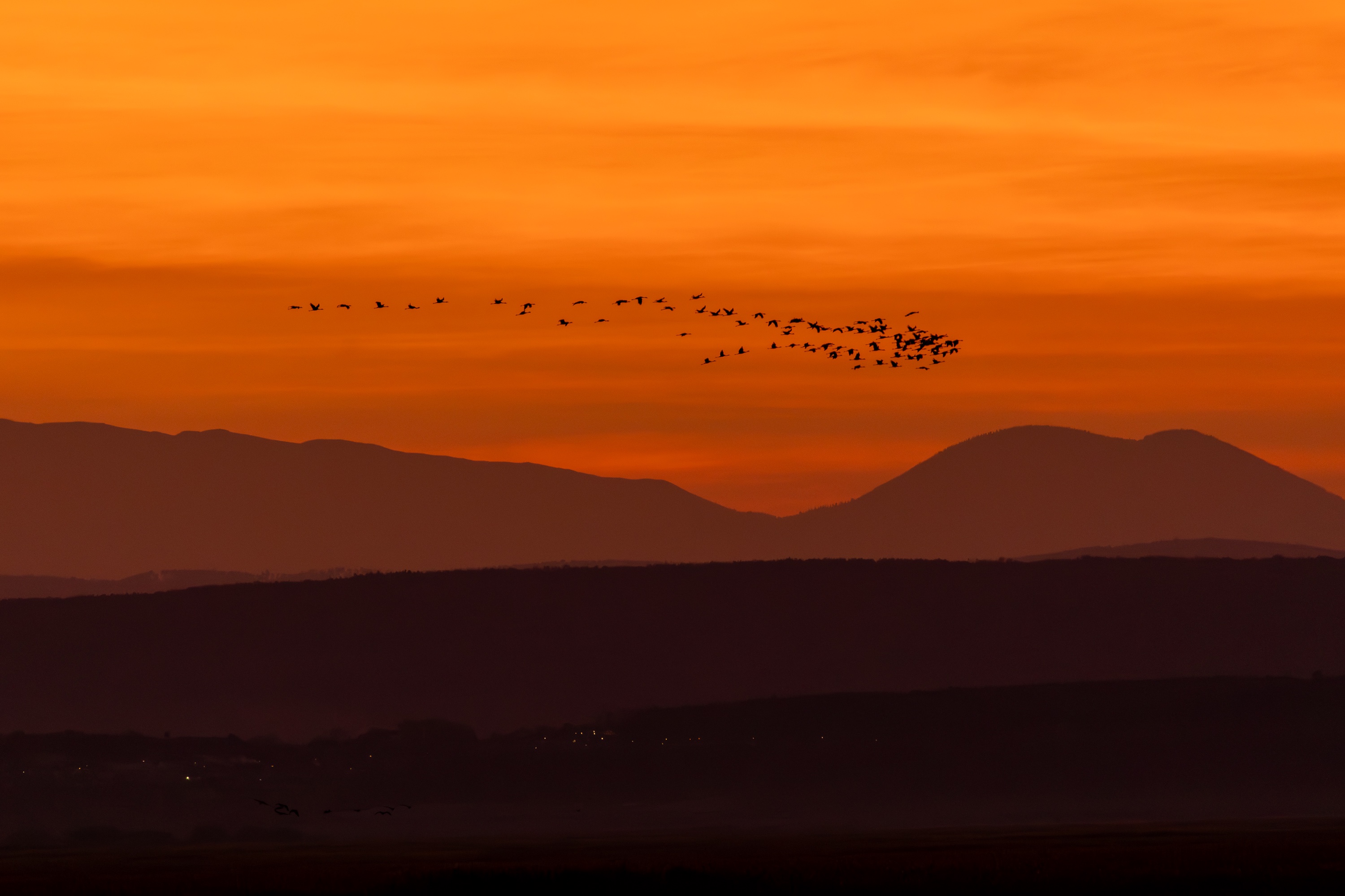 Cranes in Flight: A Stunning Sundown Migration