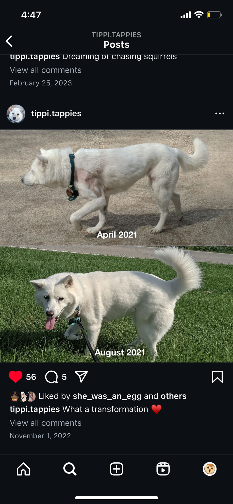 Remembering Our Beloved Rescue Dog: She Was Truly Amazing