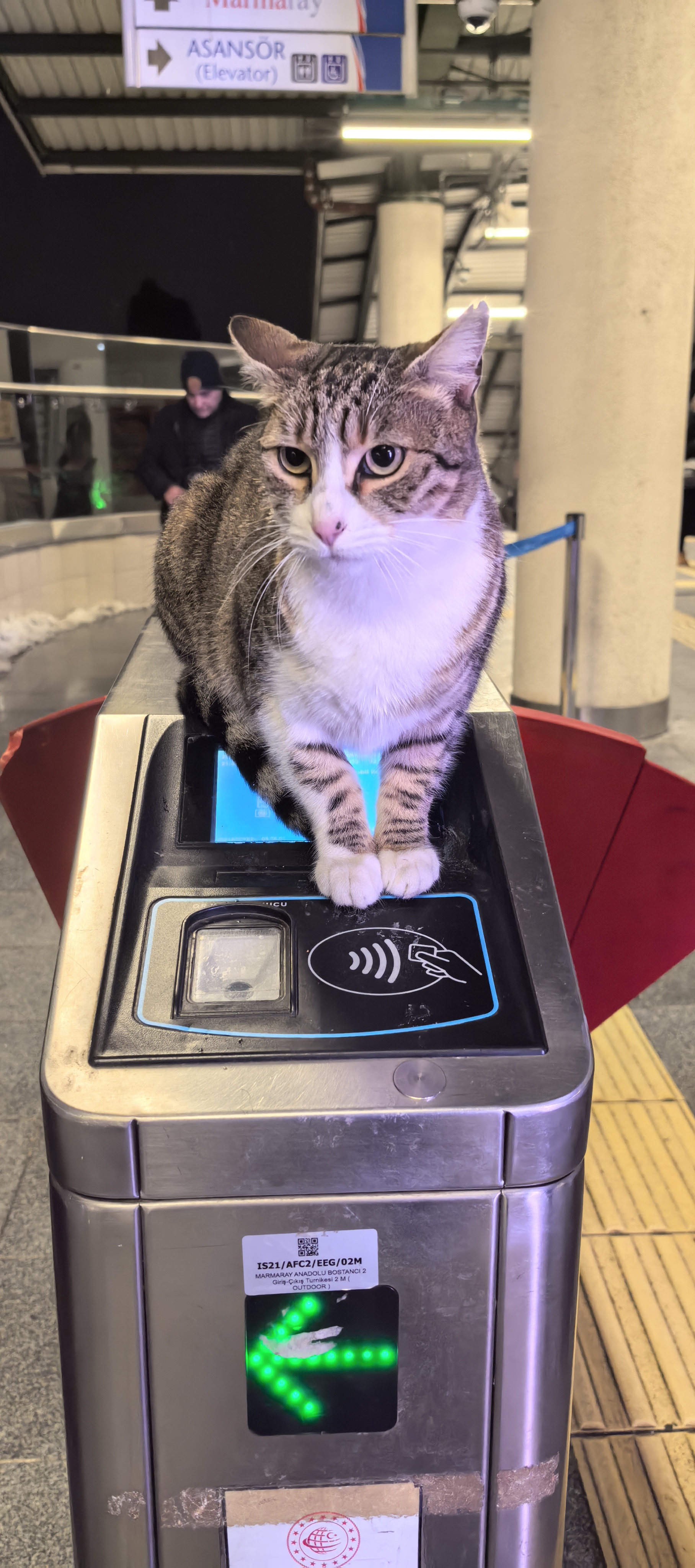 Are Cats the Secret Guardians of Metro Security in Turkey?