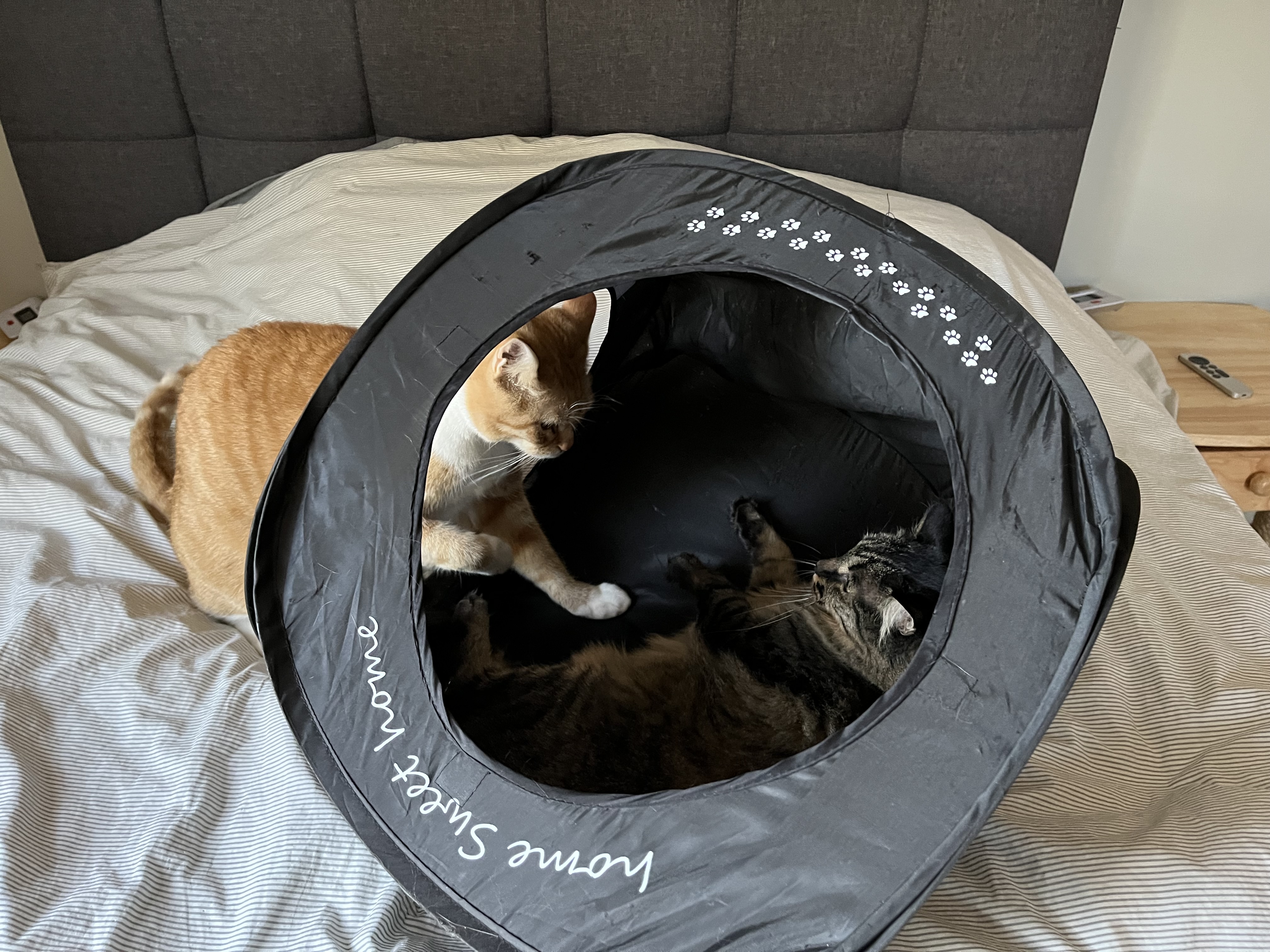 Caturday: The Epic Cat Showdown