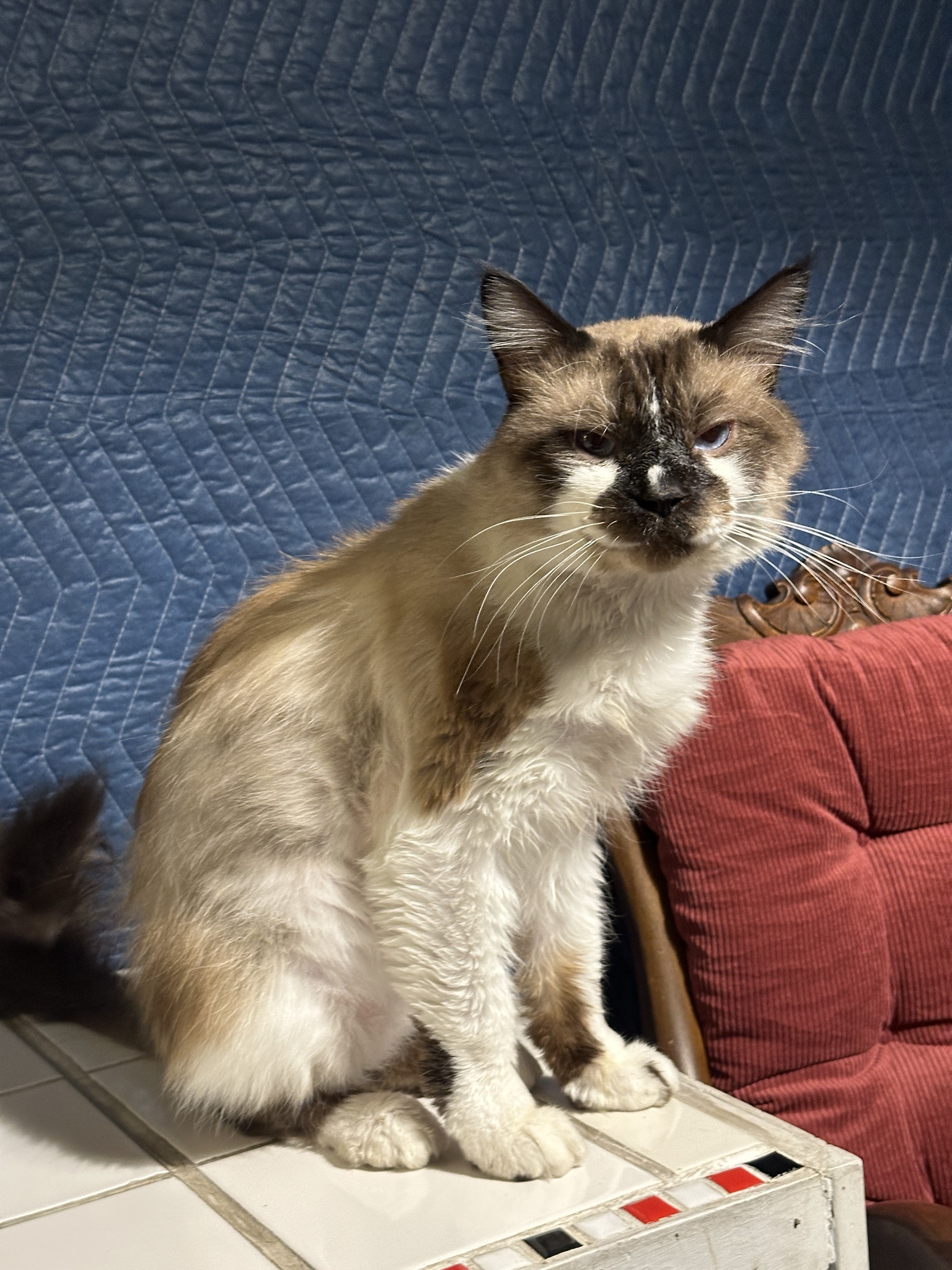 We Welcomed a Neighborhood Stray Just Before the Storm Hit