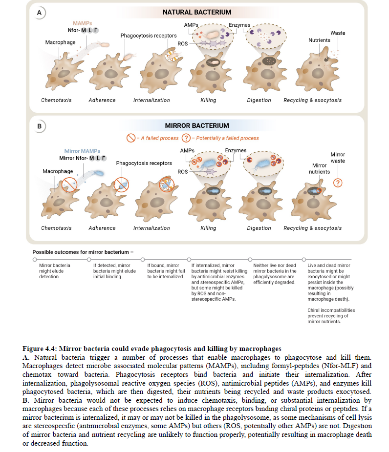 The Epic Showdown: Mirror Bacterium Takes on Macrophage