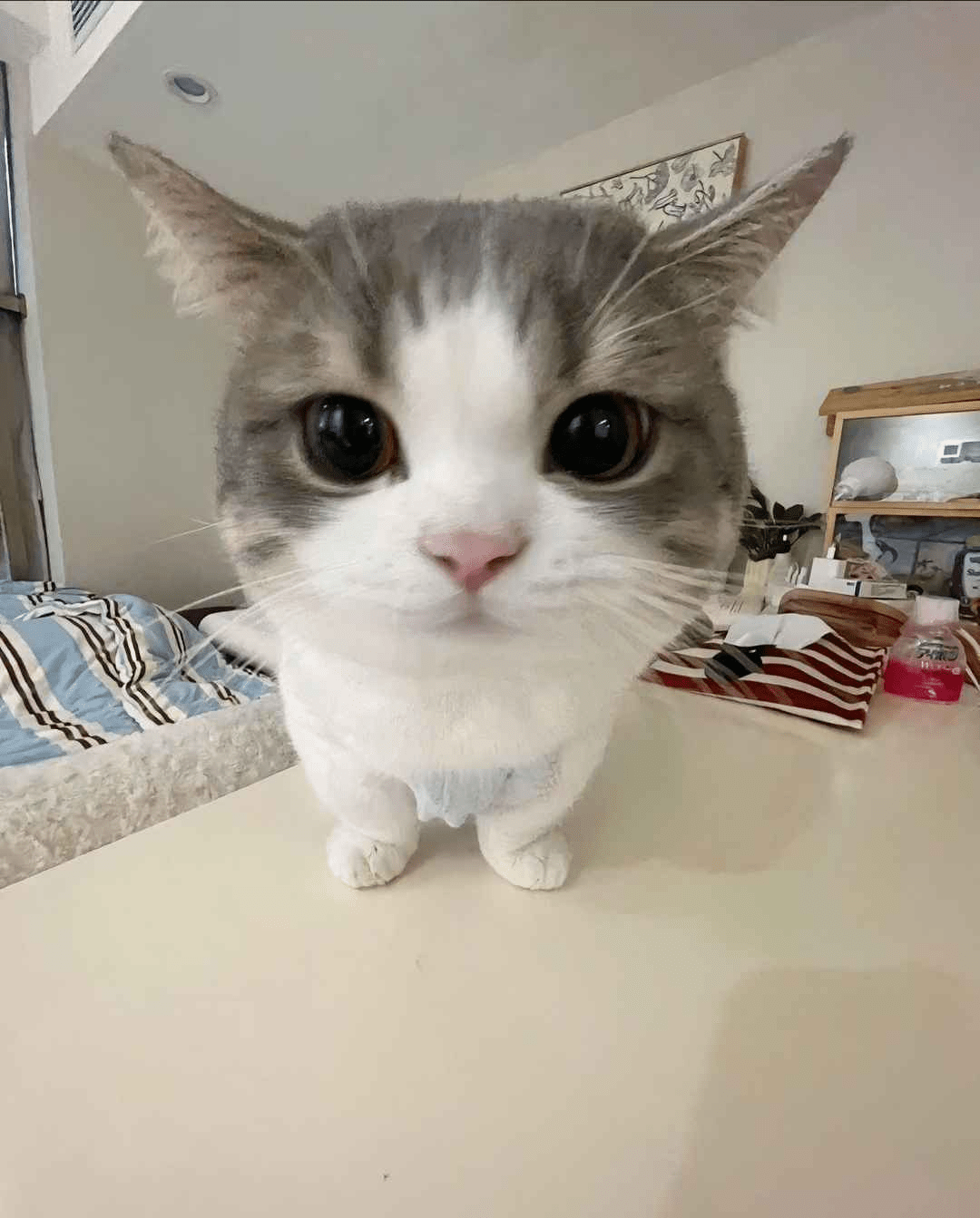 That moment when the kitty car gives you a curious stare