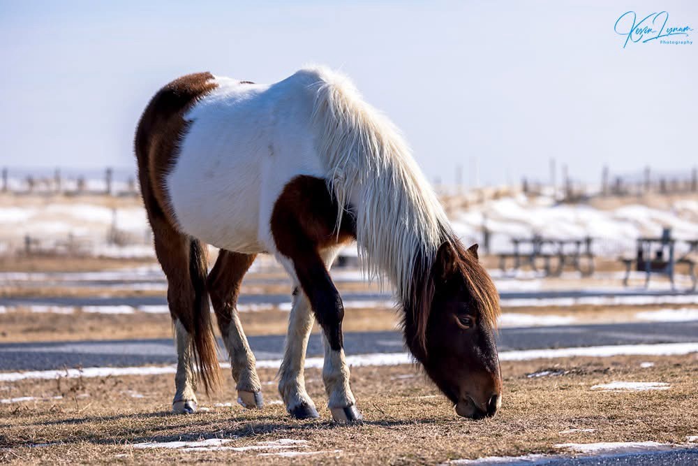 The Majestic Assateague Horse: Nature's Beauty