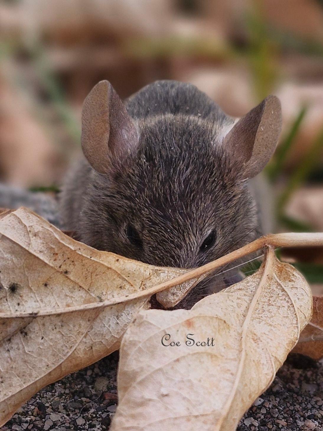 The Curious Case of the Mouse