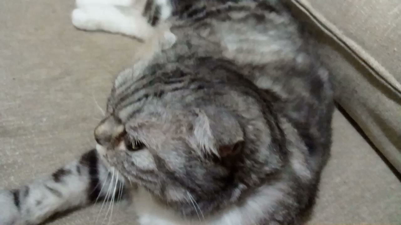 Just Another Cute Cat in the Spotlight