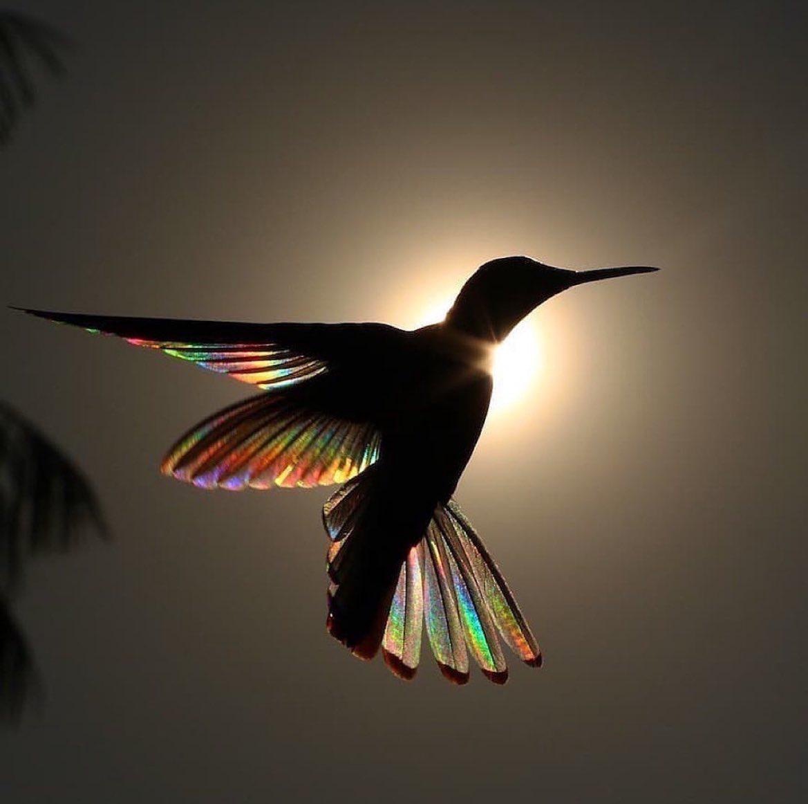 A breathtaking once-in-a-lifetime shot captured by Christian Spencer.