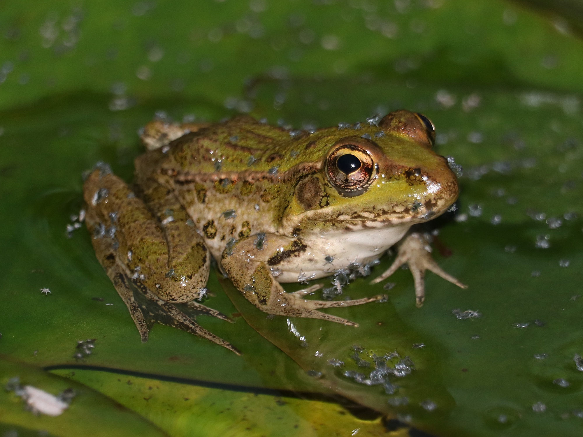 Charming Frogs at Desert Breeze Park