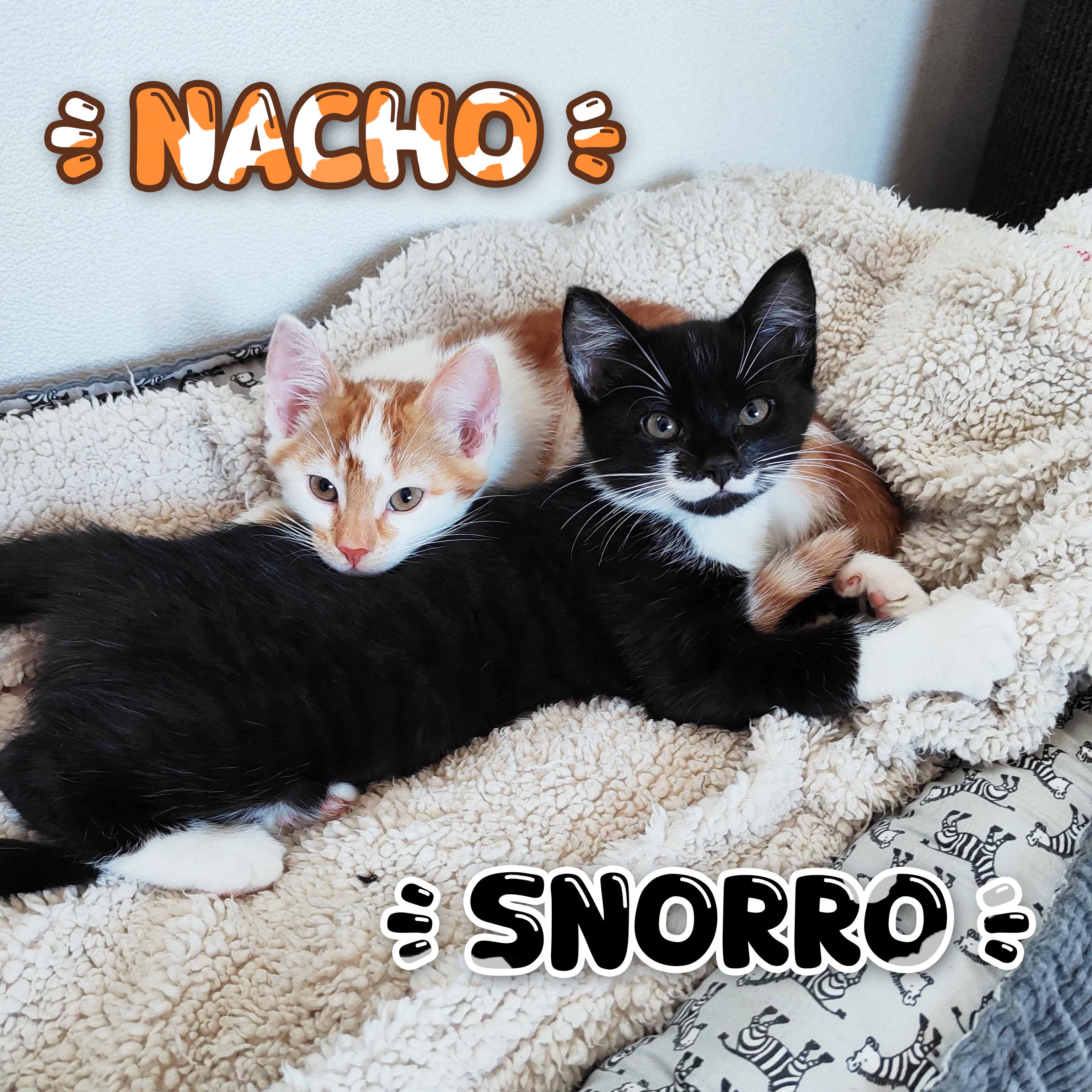 Welcoming Our New Baby Boys with Love <3
