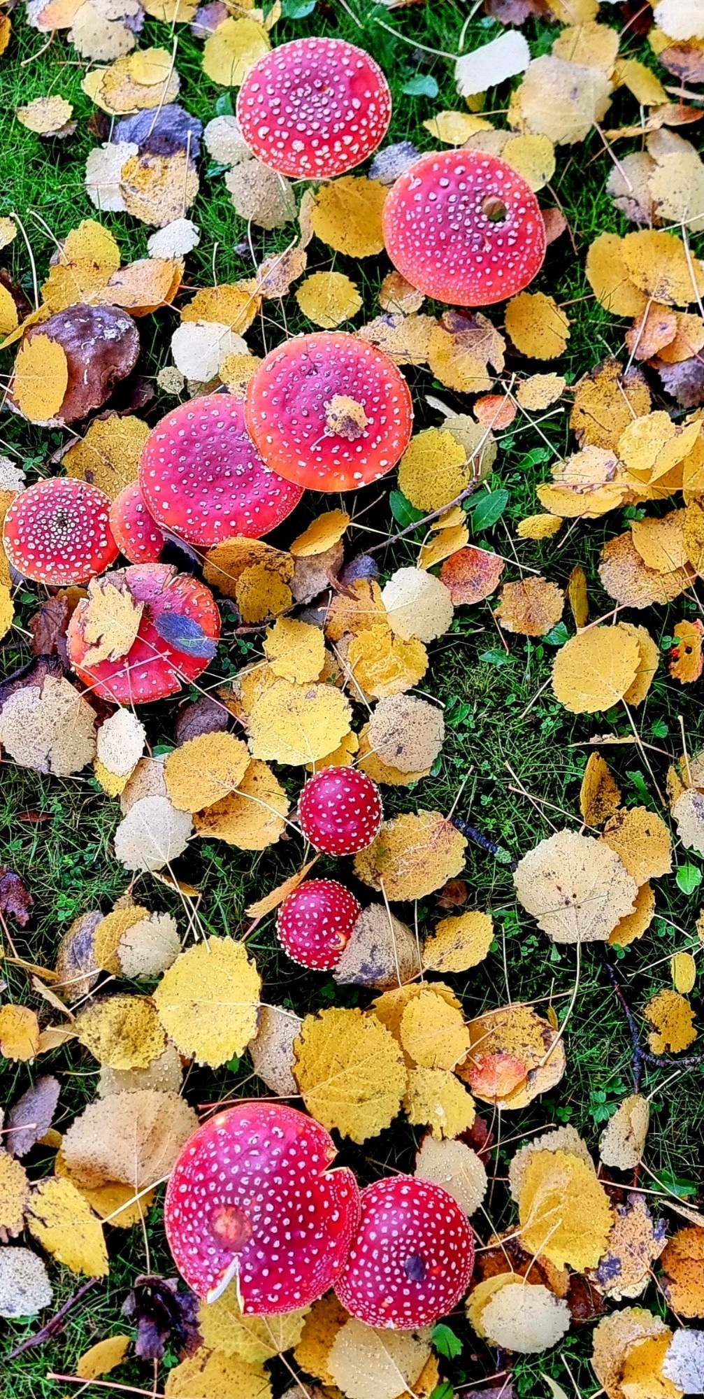 Exploring the Fascinating World of Mushrooms and Mycelium