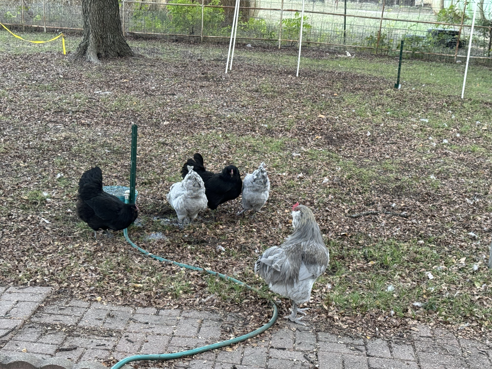 Four Hens and a Rooster: A Farmyard Tale