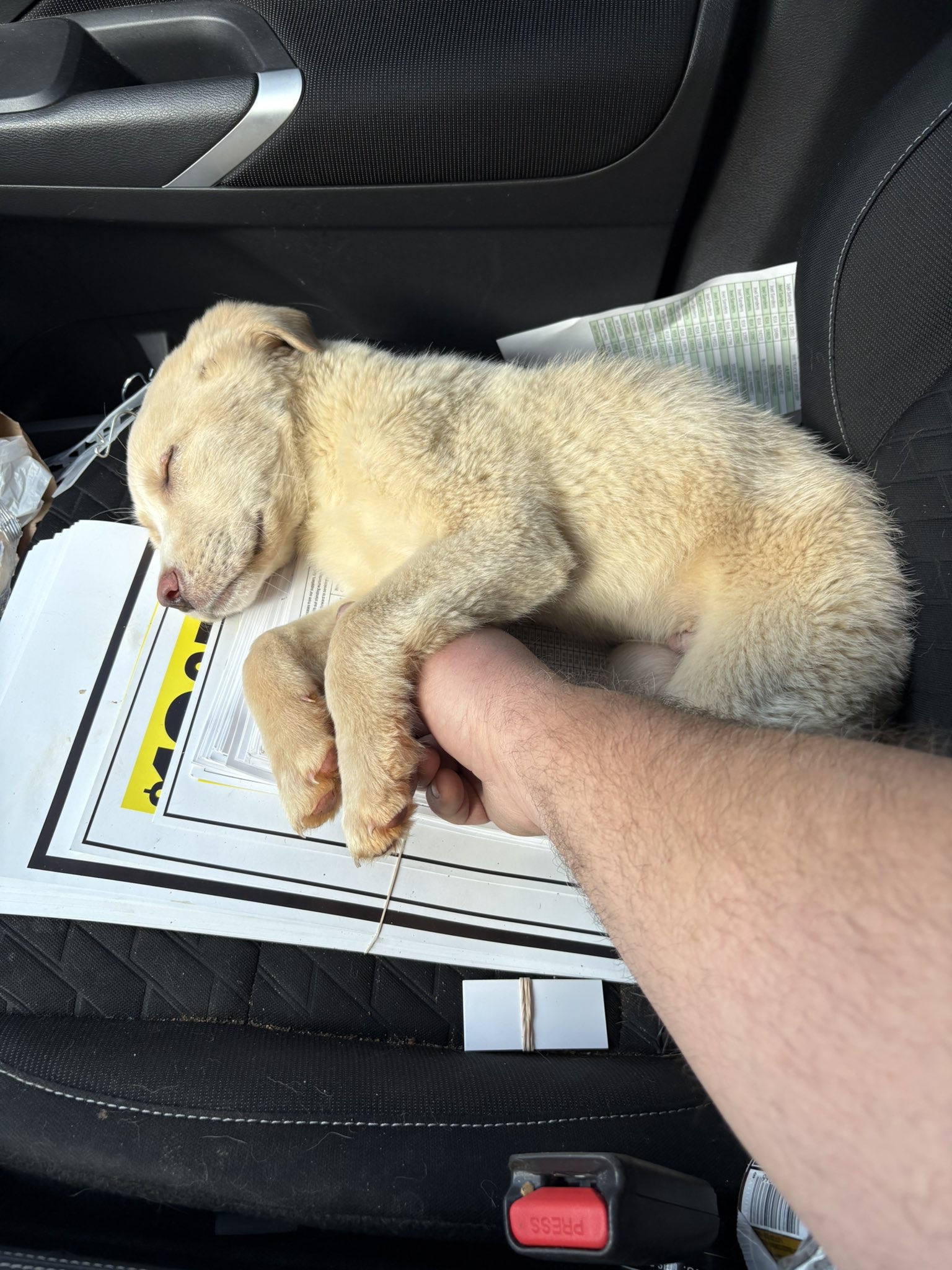 Saved this little guy from a highway disaster