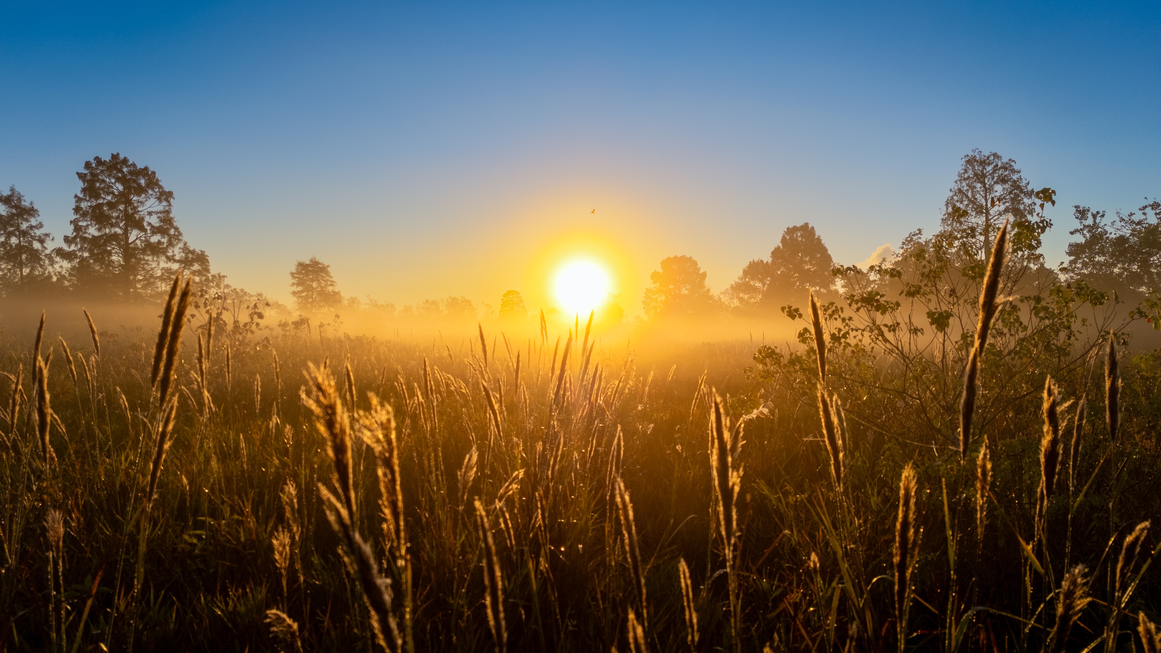 A Serene Morning in a Golden Field with Birds and Artistic Touches