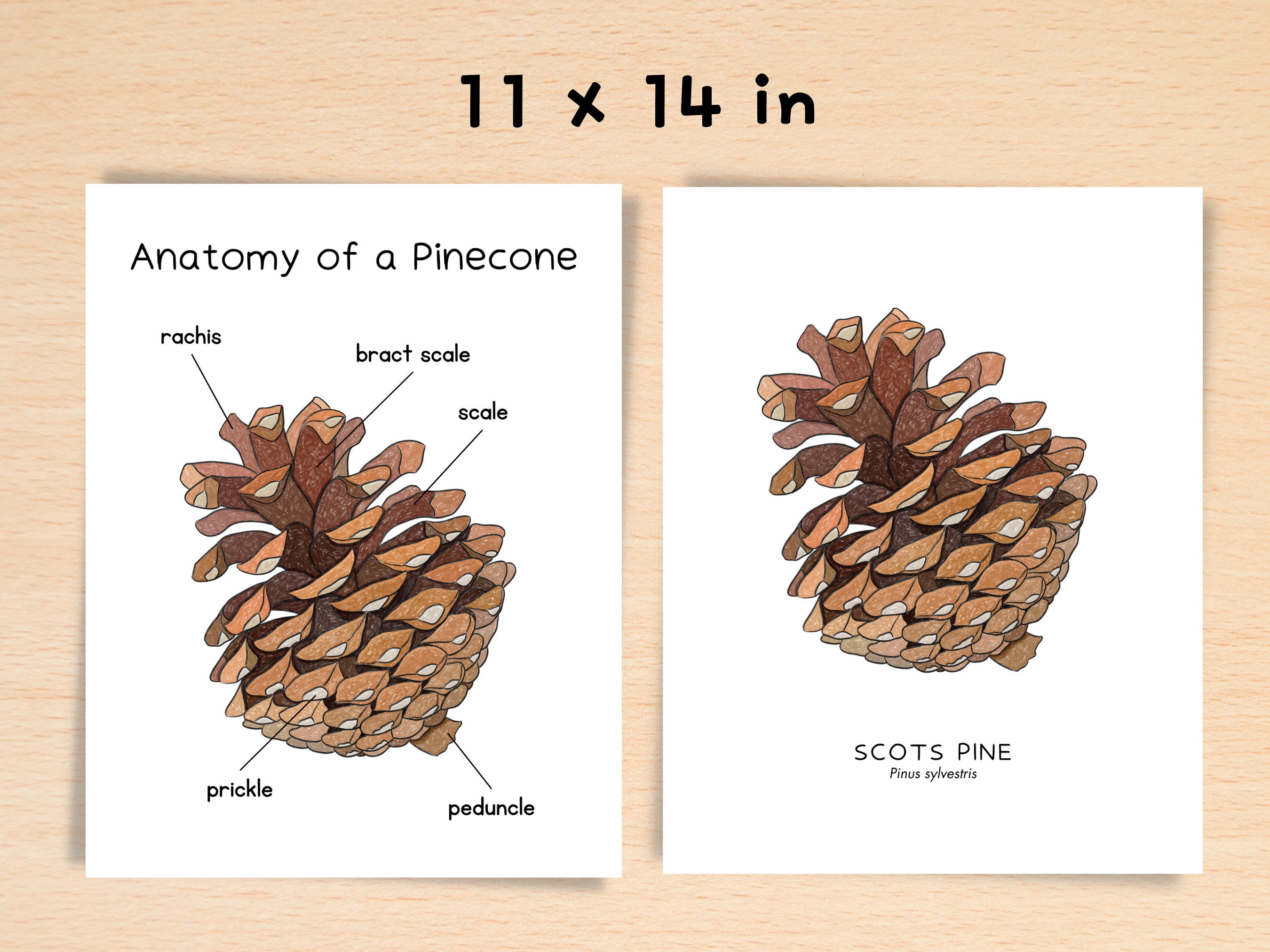 Peduncle My Prickle Until I Reach the Rachis!