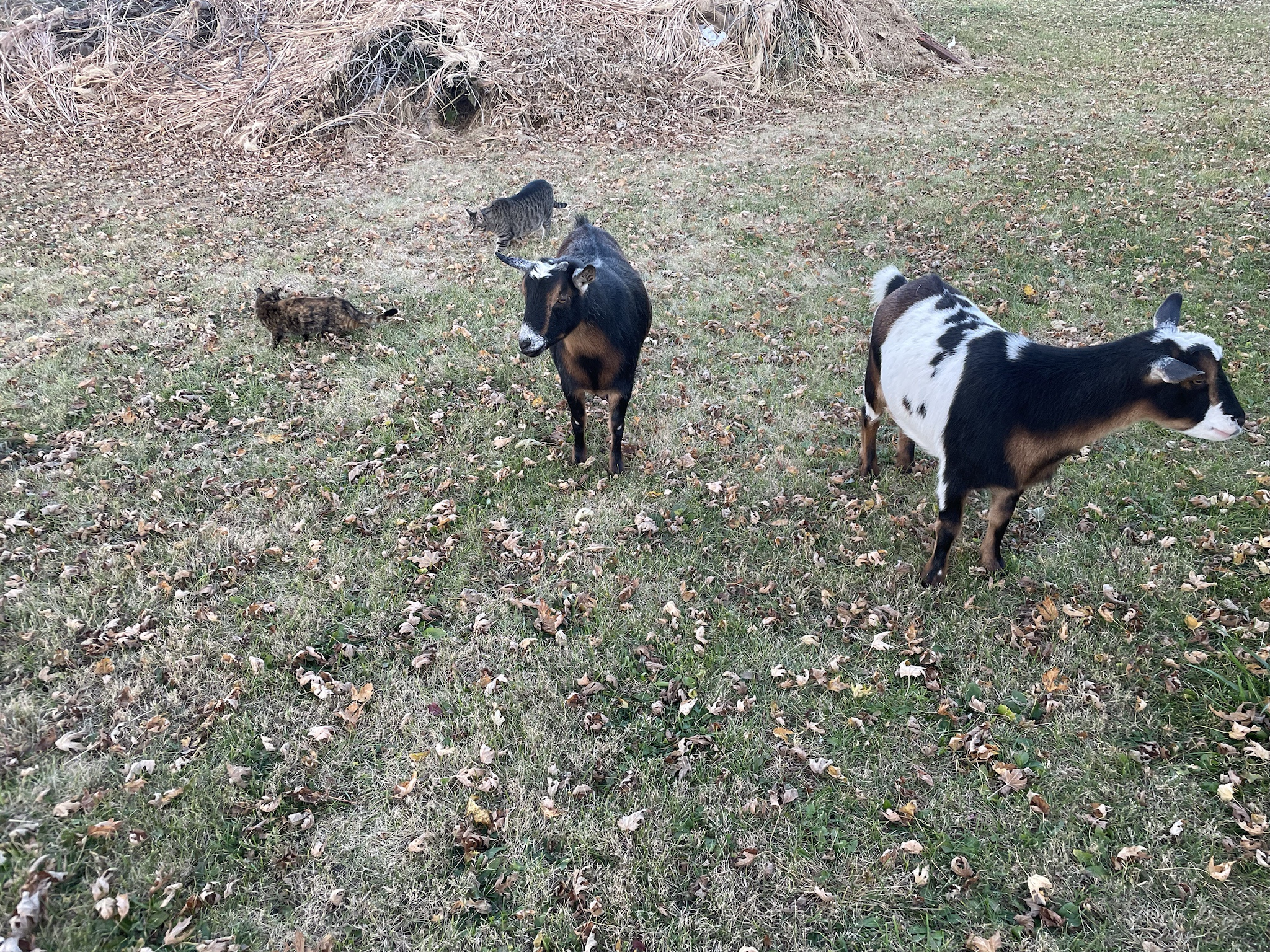 All About Goats!