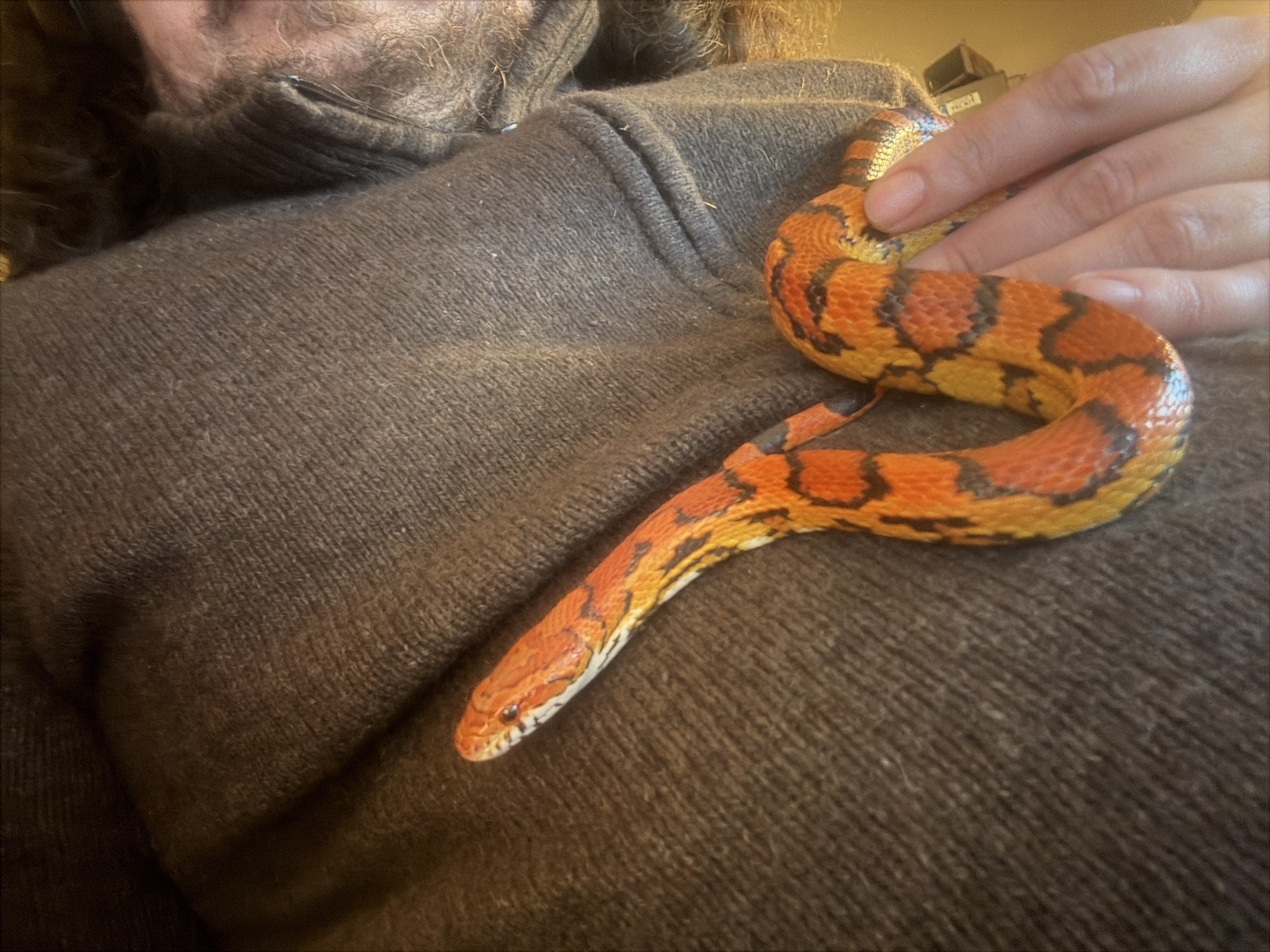 Meet PonPon: The Charming Corn Snake