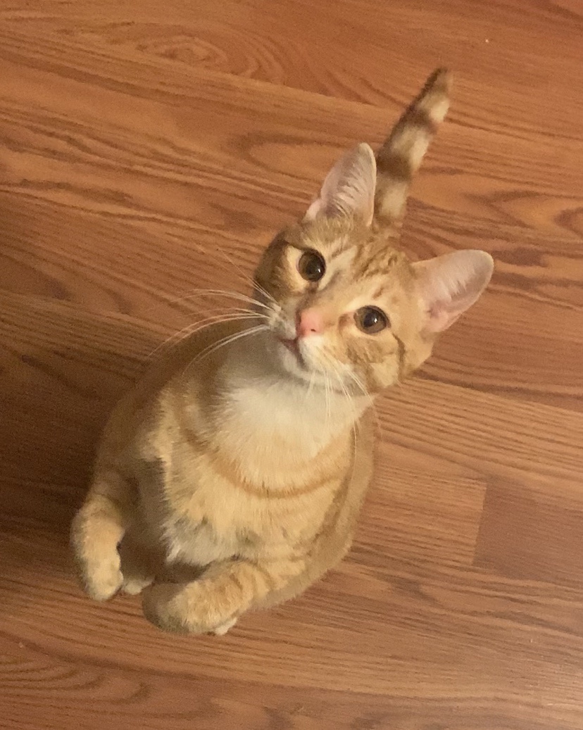 A Big Shoutout to All the Owners of Orange Feline Beauties